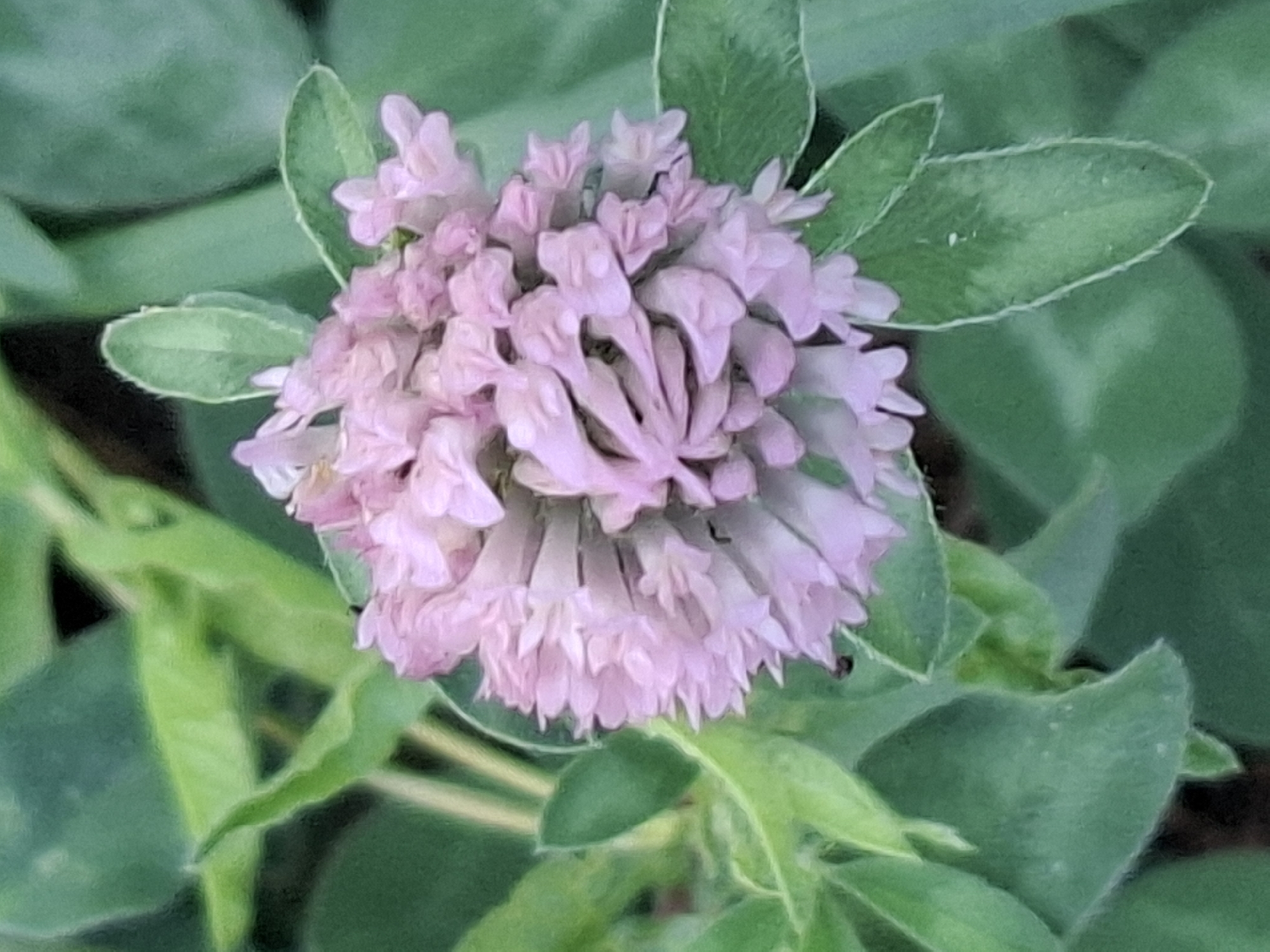 A close-up, high-angle shot captures a pink clover flower in bloom, surrounded by lush green foliage. The flower head is a dense cluster of small, tubular petals, primarily in shades of light pink with some lighter, almost white tips. The petals are slightly curled and layered, creating a textured appearance. The surrounding leaves are a vibrant green, some appearing slightly fuzzy or velvety. The lighting suggests an outdoor setting, possibly a garden or park. There is no specific indication of the location being within the city of Almaty, Kazakhstan, as the image focuses solely on the flora.