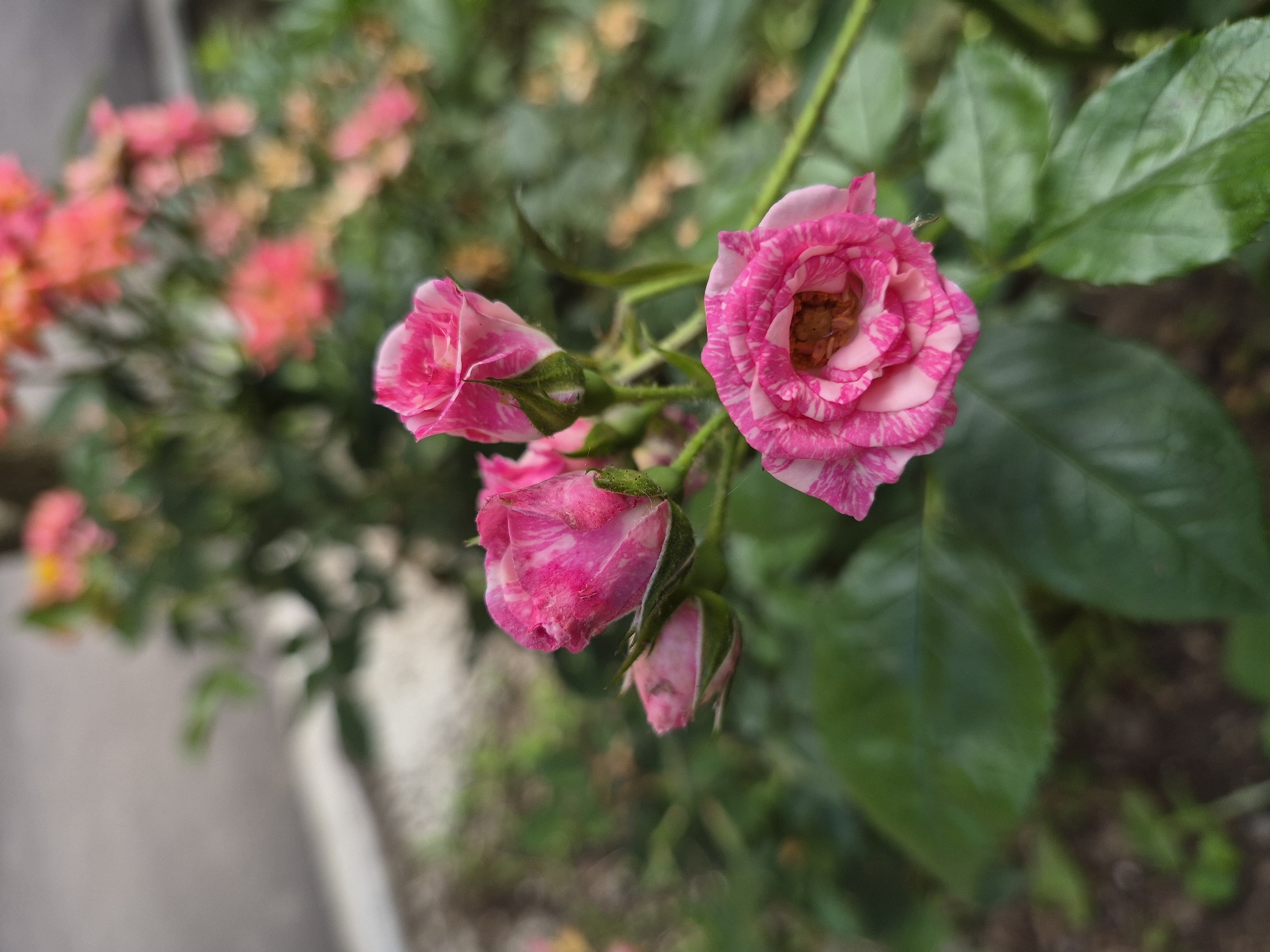In a close-up, shallow depth-of-field shot, a cluster of small pink and white striped roses are in focus in the foreground. The main rose in the lower right is fully open, revealing its stamen. To its left and slightly behind are two rose buds, one partially opened and the other still tightly closed. The rose on the far left is also a bud, showing some pink striping. Lush green rose leaves fill the bottom half of the frame. The background is a blur of more pink and orange roses and green foliage, suggesting a rose garden or bush. A light gray wall is visible in the upper left corner, partially out of focus. The ground beneath the roses appears to be dark soil. The lighting is soft and natural. The location is Unknown, Unknown.