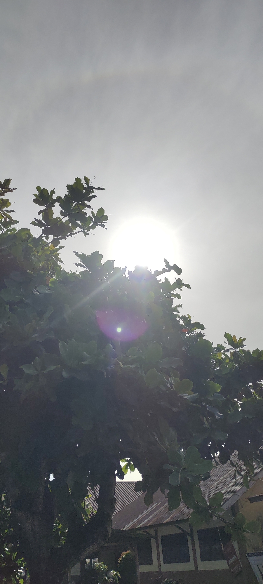 The image captures a bright, slightly hazy sky with the sun prominently visible, emitting lens flare and a faint halo. In the foreground, the dark silhouette of a large tree with dense green leaves dominates the frame. Below the tree, the roof of a building with corrugated metal and tiles can be seen, suggesting an outdoor setting, possibly in a residential or school area. There are no people or animals visible in the image, and no specific actions or interactions are depicted. The environment appears to be an outdoor scene, likely during daylight.