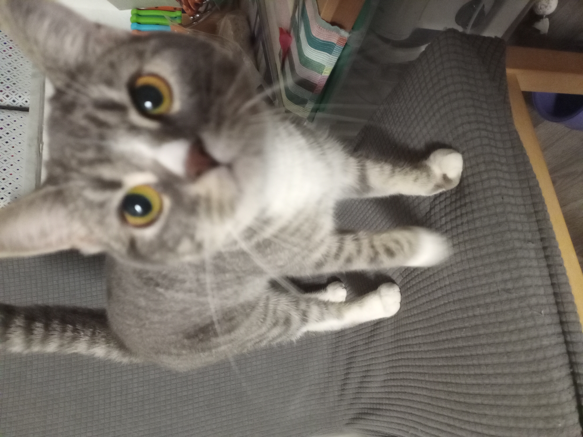 A grey and white tabby cat is standing on a grey upholstered chair. The cat is facing the camera and its eyes are open. The background is blurred but appears to be a room with some objects on a table. The image was taken in Dortmund, Germany.