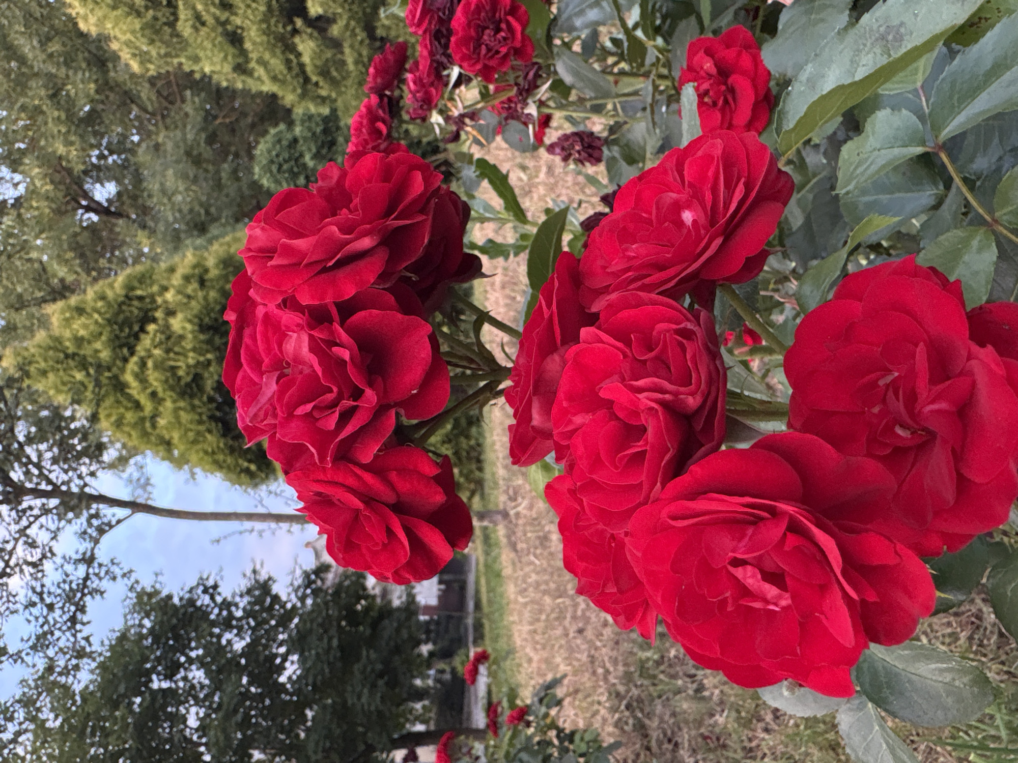 A close-up shot captures a cluster of vibrant red roses in full bloom, dominating the foreground of the image. The roses are lush and detailed, with many layers of petals. Behind the roses, a background of greenery and trees suggests an outdoor setting, possibly a park or garden. The sky is visible in the upper portion of the image, appearing slightly overcast. The overall impression is one of natural beauty and tranquility. The scene is likely located in the city of Kalush, Ukraine.