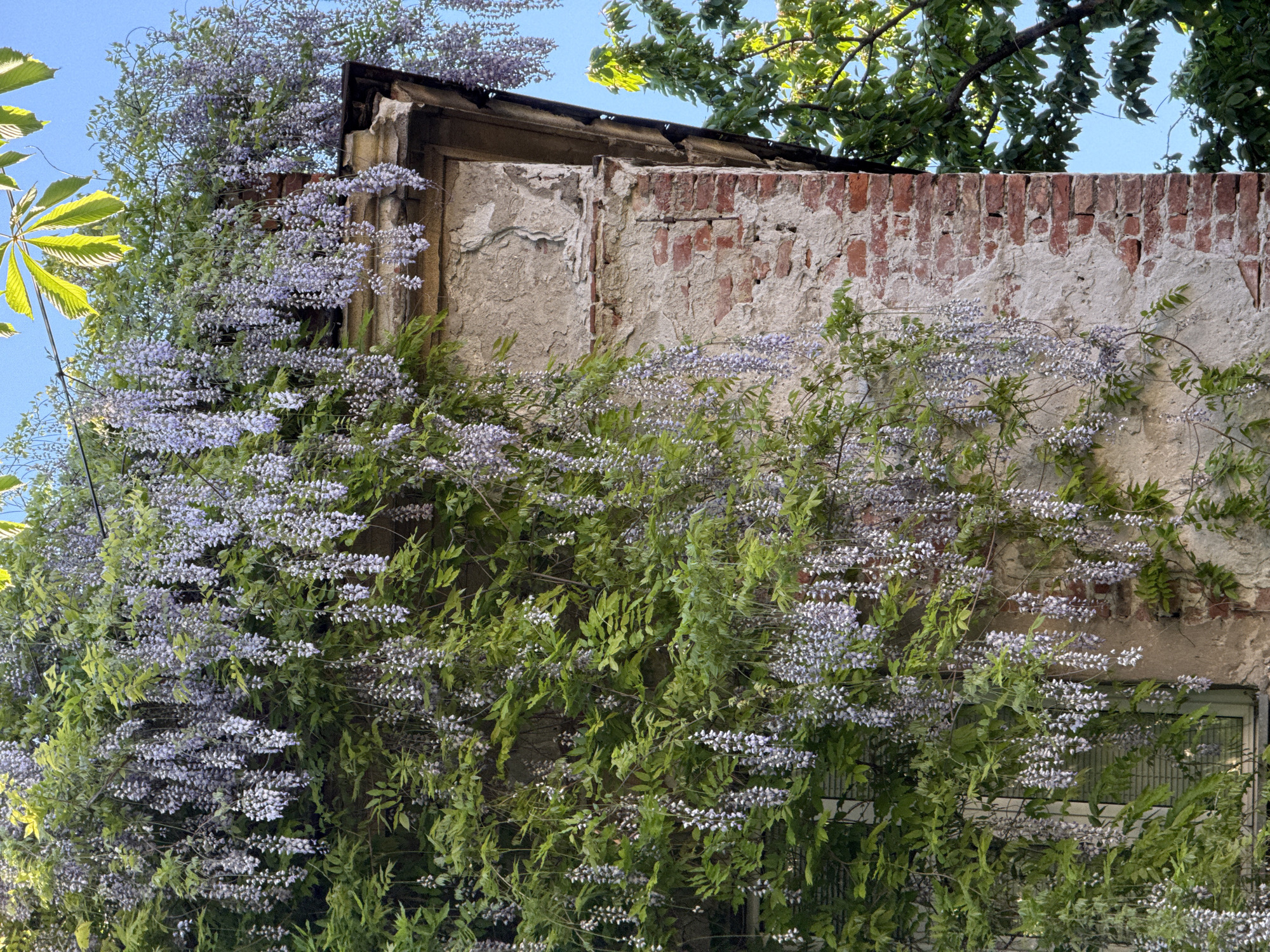An exterior shot depicts a section of a weathered building in Vracar Urban Municipality, Serbia, heavily overgrown with flowering vines. The building's surface is a mix of crumbling plaster, exposed brickwork, and a small, partially obscured window. The vines, laden with light purple blossoms, cascade down the building's façade, partially concealing the architectural details. A section of the roofline is visible, appearing aged and somewhat damaged. Green foliage is visible above and to the left, indicating nearby trees. The sky is a pale blue, suggesting a sunny day.