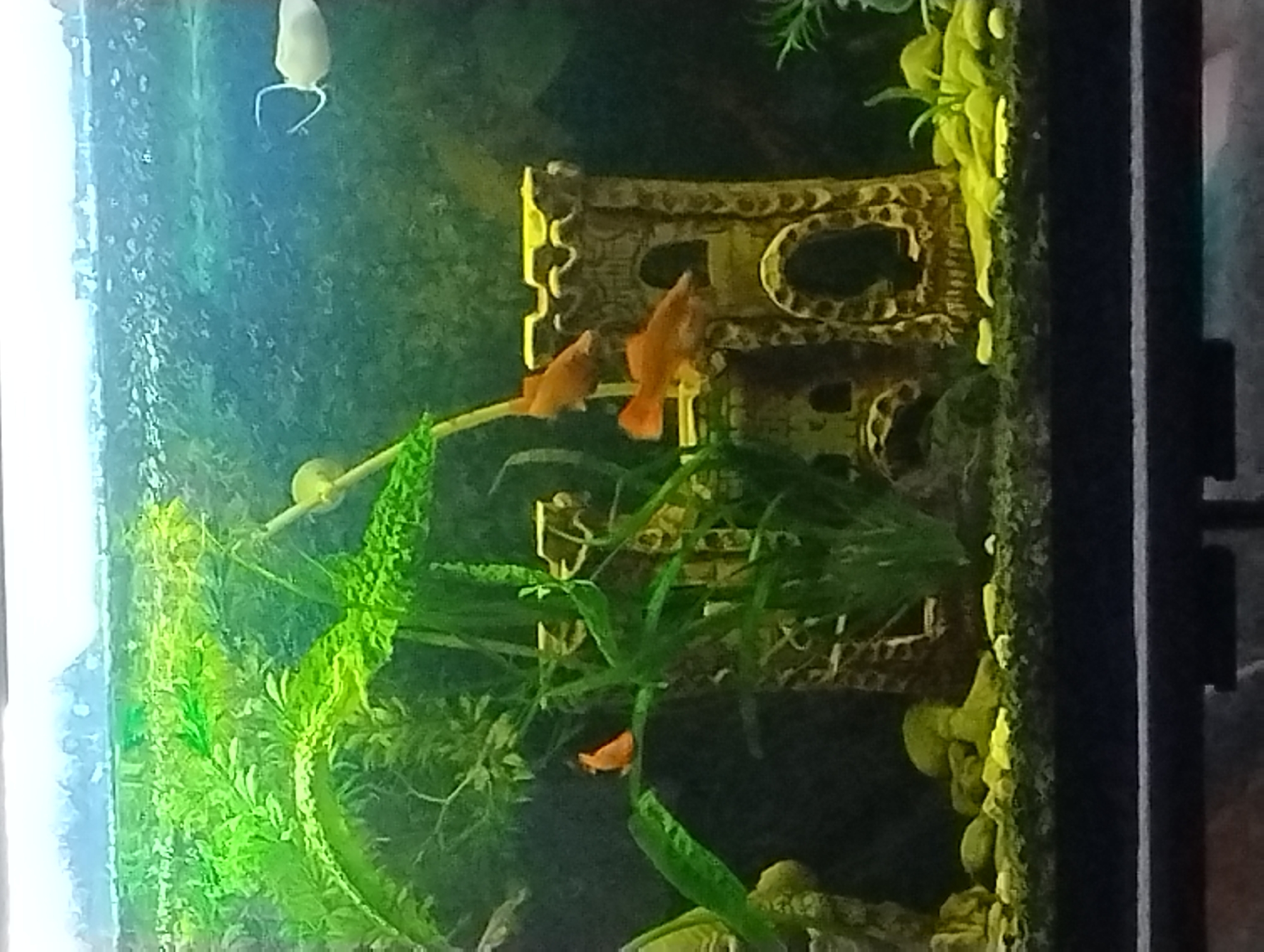 In a freshwater aquarium, a castle-themed decoration stands prominently in the center. Three small, orange fish are visible, two swimming near the top of the castle and one resting on a green leaf to the left. The substrate is covered with small, yellowish-green rocks and a dense green plant occupies the left side of the tank. A large, leafy green plant is positioned behind the castle. The background is a dark, blurry green, suggesting the back of the aquarium. A white object with two thin lines is visible in the upper right portion of the tank, possibly an accessory or decoration.