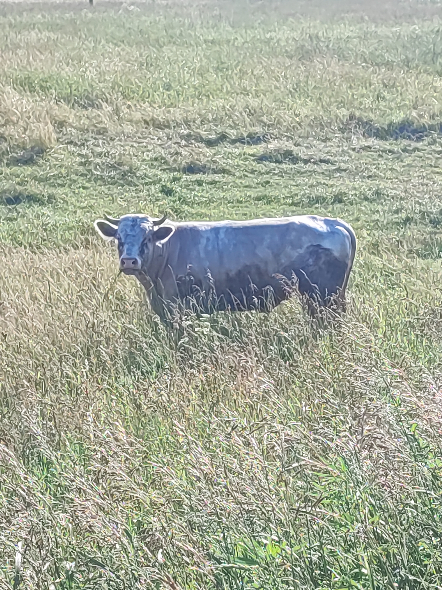 A light gray cow stands in a grassy field. The cow is facing the camera and has short, curved horns. The field is covered in tall, dry grass. The background is out of focus, showing more grass and some distant trees. The lighting suggests it is daytime.