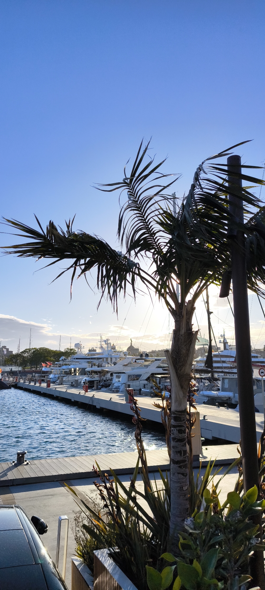 The image captures a marina scene on a sunny day in Barcelona, Spain. Multiple yachts are docked at a concrete pier. A palm tree and other greenery in the foreground partially obscure the view of the boats and waterfront buildings. A portion of a dark vehicle is visible in the lower left corner. The sky is a gradient of blue, fading toward the horizon where the sun creates a bright glare. The overall scene suggests a luxurious and leisure-oriented atmosphere.