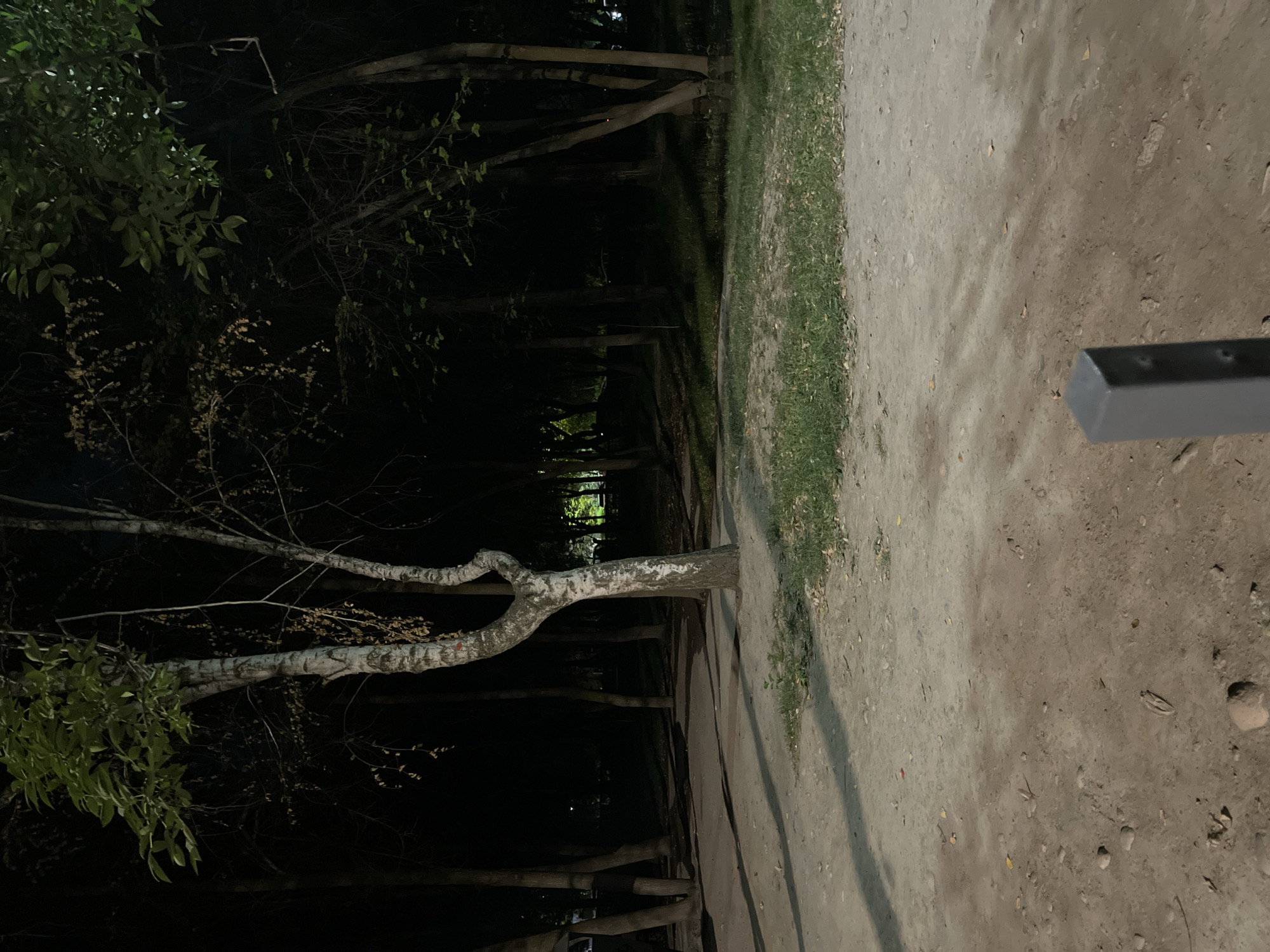 The image depicts a park at night, likely in Bishkek, Kyrgyzstan. The scene is dimly lit, with shadows cast by trees across a dirt and gravel pathway. A distinctive tree with a white, mottled trunk and a twisted, branching structure stands prominently in the foreground on the right. Several other trees with dark trunks and sparse foliage are visible in the background, creating a dense, wooded area. Patches of grass and fallen leaves are scattered on the ground. In the bottom right corner, a gray, square metal post is partially visible. The overall atmosphere is quiet and still, suggesting a deserted park after dark.