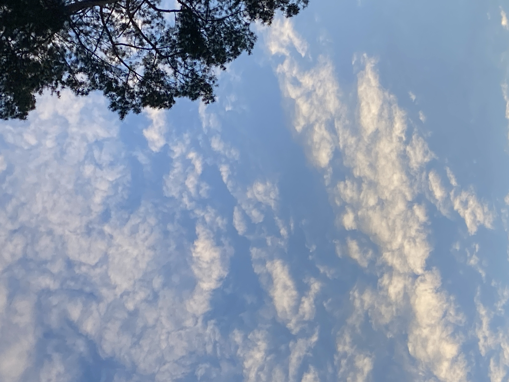 The image shows a view of the sky with altocumulus clouds. The sky is blue. A tree branch with dark foliage is visible in the upper left corner. The image appears to have been taken outdoors. The specific location in the city of Noviy, Russia cannot be determined from the image.
