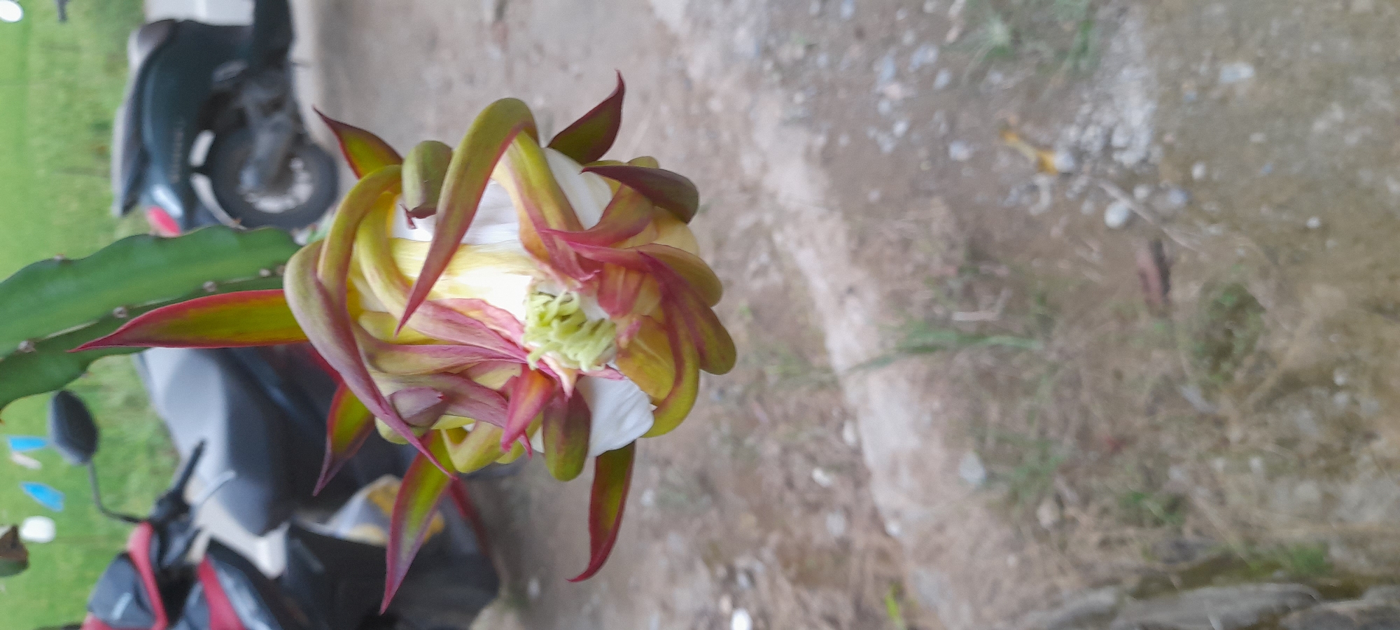 A close-up, slightly tilted, outdoor shot shows a partially open dragon fruit flower bud. The flower bud has multiple layers of petals in shades of white, yellow, green, and maroon. The outer green leaves have red edges.

The flower is on a dragon fruit cactus with green segmented arms. A red and black motorbike is partially visible in the background, slightly out of focus, and to the left. A light-colored, dirt ground extends to the right and top of the frame.

The photo was taken in the city of Seuneuboklhong, Indonesia.