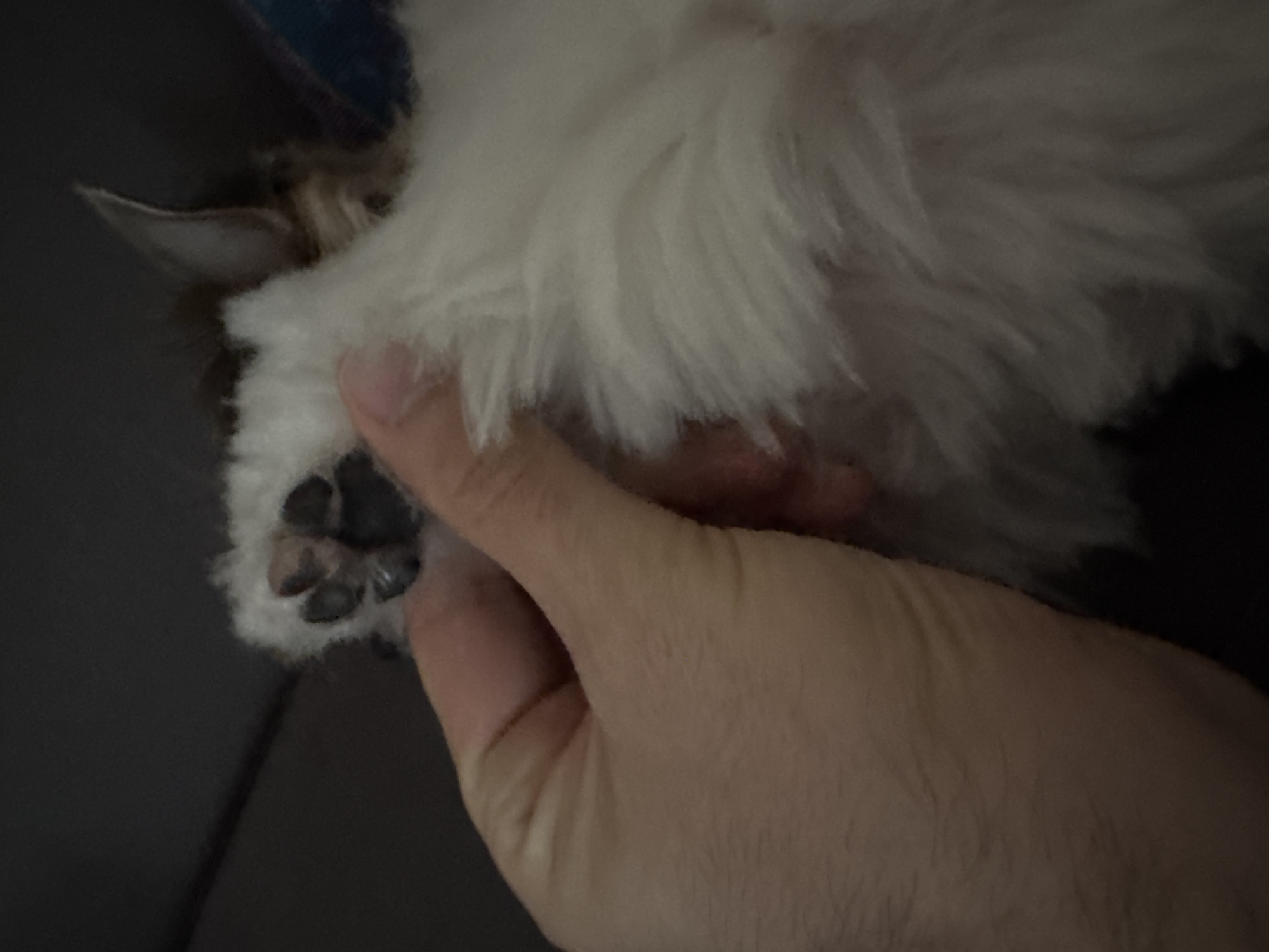 A close-up shot depicts a fair-skinned human hand holding a small, fluffy white and brown dog paw. The dog's paw pads are black. The hand is holding the paw facing toward the left side of the image. The image is dark and the location is unknown and cannot be determined from the image.