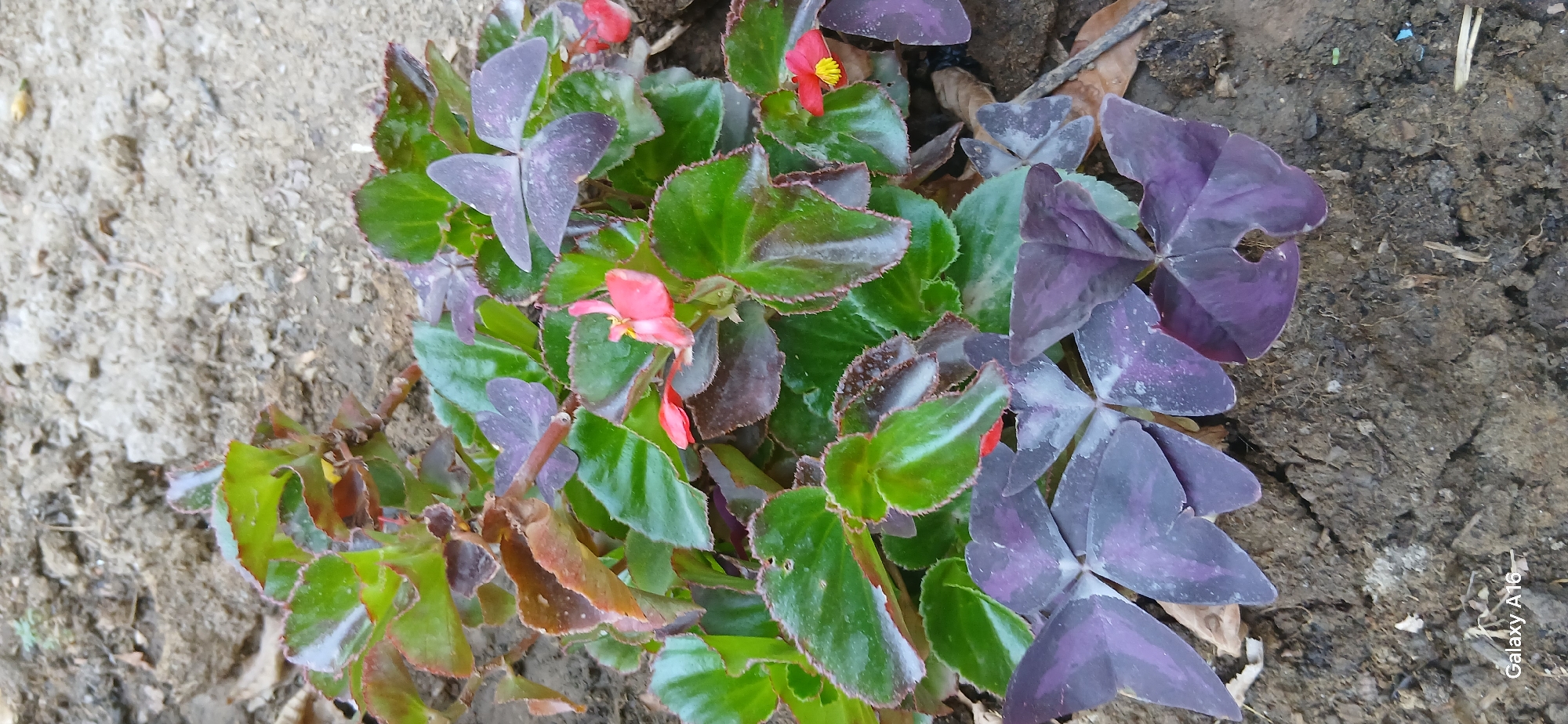 A close-up, eye-level shot captures a lush plant with heart-shaped, deep purple and green leaves. The plant features small, bright pink flowers with yellow centers, some in bloom and others unfurled. The leaves are glossy and have serrated edges. The plant is growing in dark, dry soil, which appears to be in a garden or outdoor setting. The background consists of more dry soil and some scattered dry leaves, suggesting an outdoor environment possibly in a city. The bottom left corner of the image shows the text "Galaxy A16".