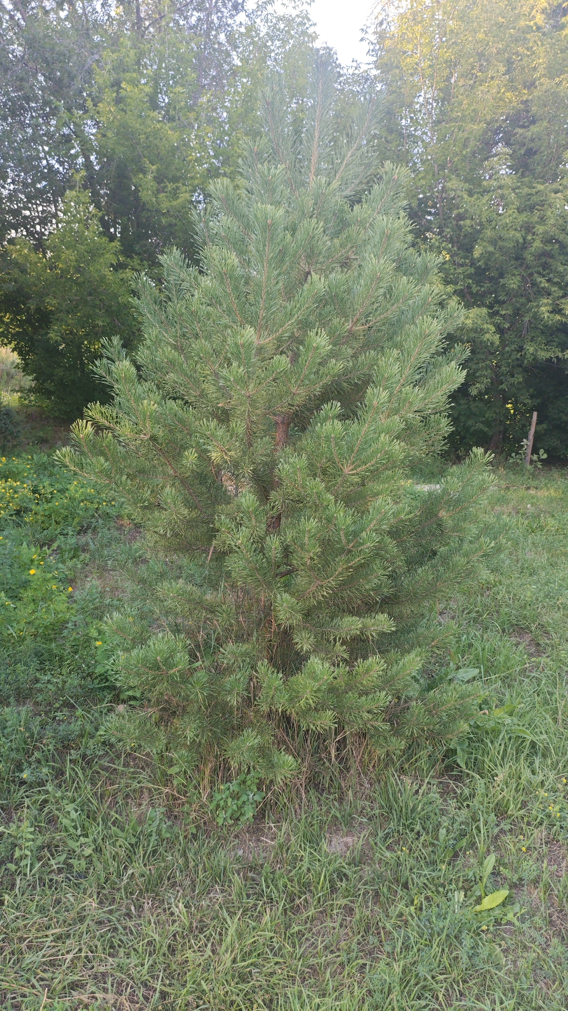 A young pine tree stands in a grassy area with scattered small yellow flowers. Behind the pine tree, other trees with green foliage are visible. The lighting suggests it is daytime, likely late afternoon or early evening due to the warm tones in the foliage. The environment appears to be a natural or semi-natural outdoor space, possibly on the outskirts of a settlement, given the presence of a single wooden post visible in the background to the right. The image is taken from a slightly low angle, looking up at the pine tree.