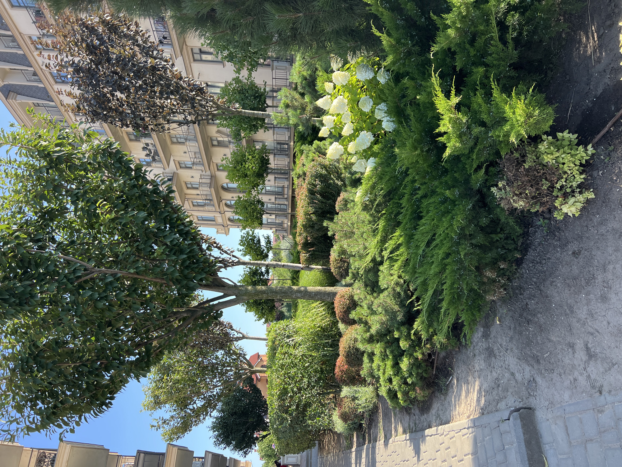 The image depicts a manicured garden area adjacent to a modern building in Fontanka, Ukraine. The garden features a variety of greenery, including manicured bushes, hedges, evergreen shrubs, and a cluster of white hydrangeas in bloom. Several trees are also present, some with dark foliage and others with lighter green leaves. In the background, a multi-story building with balconies and ornate architectural details stands under a clear blue sky. A paved walkway runs along the left side of the garden. The scene is well-lit by sunlight, casting shadows across the ground.