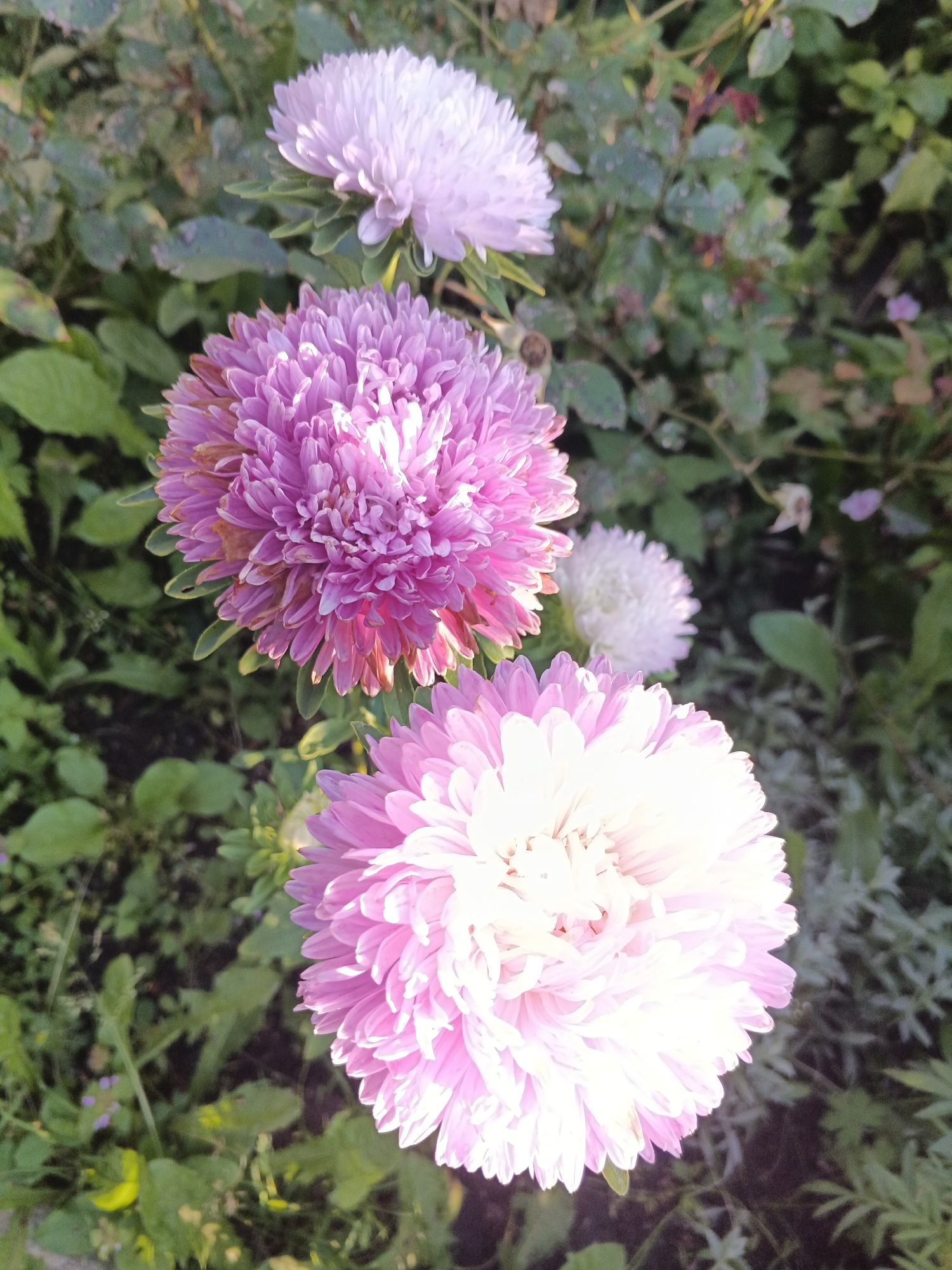 The image captures a close-up view of several asters blooming in a garden, likely located in Medvedyevka, Russia. The flowers are the primary subjects, with three prominent asters in various shades of pink and purple. The largest aster, in the foreground, is a soft pink with white highlights, its petals fanning out in a dense, fluffy formation. To its left and slightly above is a larger, vibrant purple aster with a more defined petal structure, displaying hints of lighter pink and some brown discoloration on the edges. Behind these, a smaller, pale pink aster is visible, its petals less distinctly formed. The asters are set against a backdrop of lush green foliage, with some dry leaves and darker patches indicating the soil. The lighting suggests it is daytime, with sunlight illuminating the flowers and casting shadows, creating a natural and serene garden scene. There are no people or discernible actions depicted in the image.