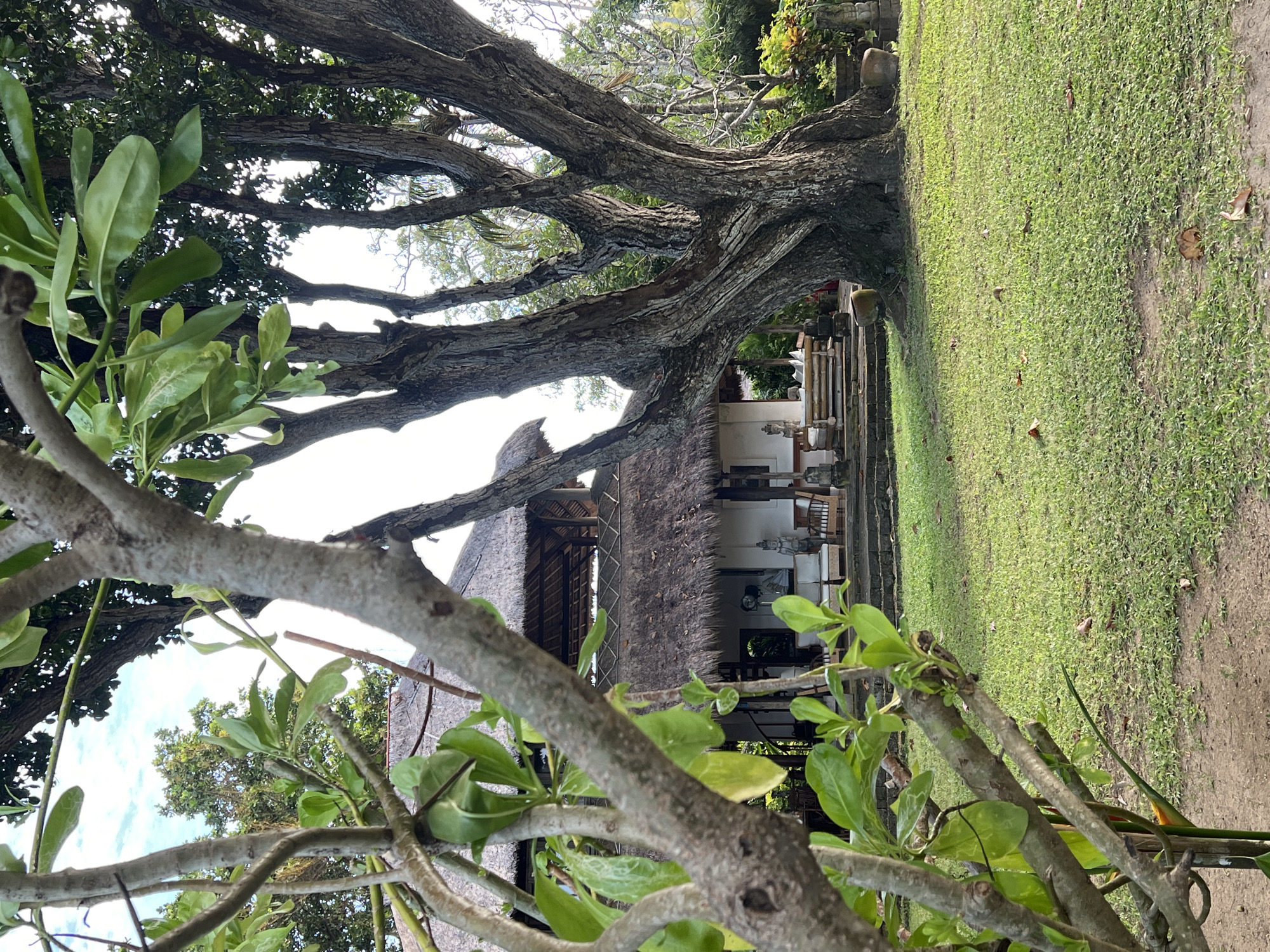 The image shows a building with a thatched roof, partially obscured by tree branches with green leaves in the foreground. The structure appears to be a residential or resort-style building, featuring an open-air design with visible furniture and decorative elements inside. A large, mature tree dominates the upper part of the scene, its thick branches stretching across the frame, casting shadows on the building and the lawn to the right. The lawn is green and well-maintained, leading to a path of exposed soil. The location is likely in Denpasar, Indonesia, given the architectural style of the building and the lush vegetation, which are characteristic of the region. There is no evidence of people, actions, or interactions visible in the image.