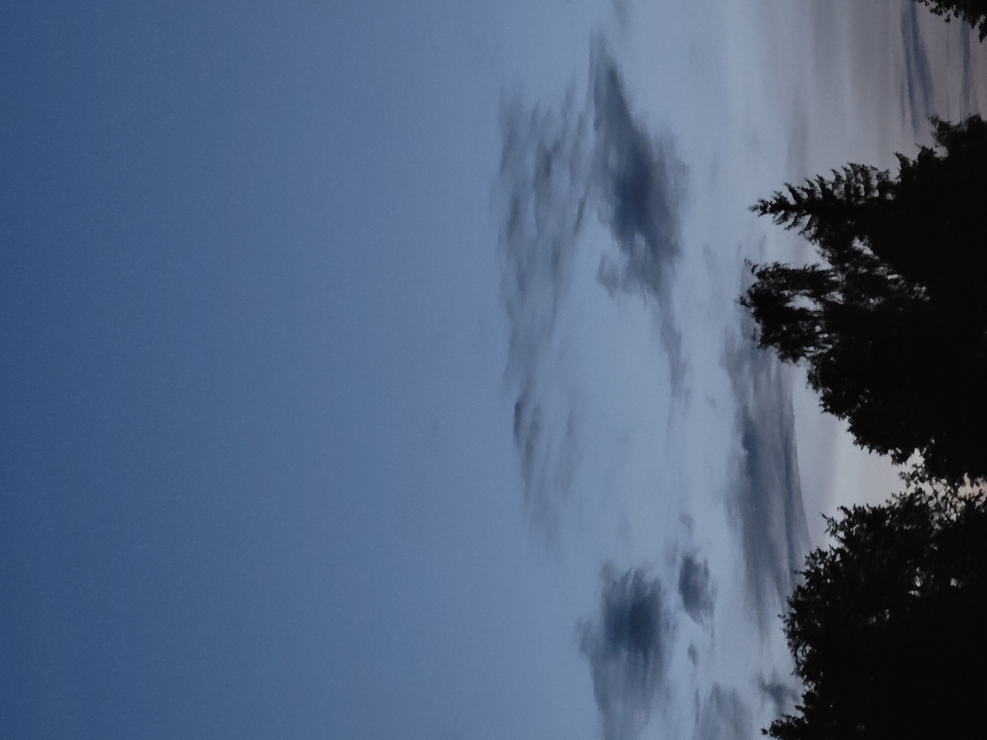 This is a vertical, medium shot of a twilight sky above silhouetted trees. The sky is a gradient of deep blue at the top fading to a lighter blue-gray towards the horizon. Sparse, wispy clouds are scattered across the middle of the sky. The silhouettes of various trees, including what appears to be a fir tree and a deciduous tree, occupy the bottom third of the frame. The image was taken in Jelgava, Latvia.