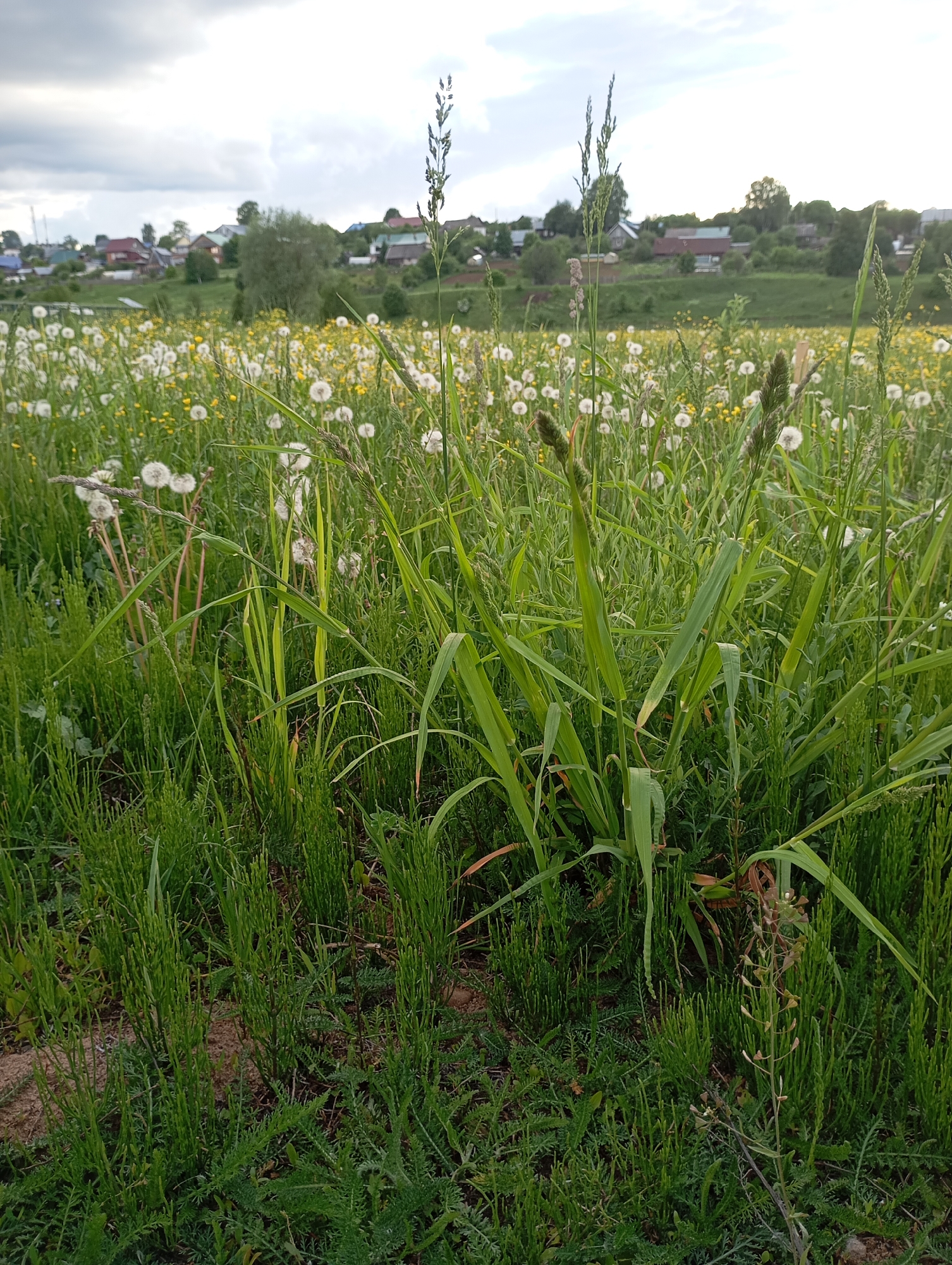 The image depicts a field in Фоки, Russia, overgrown with various grasses and wildflowers, predominantly dandelions in their seed head stage. Some yellow buttercups are also present. In the background, residential buildings are visible on a slight rise, suggesting a village or suburban setting. The sky is overcast. The foreground is filled with a dense mix of green vegetation, including Equisetum (horsetail) and broader-leafed grasses. There is no apparent human activity in the scene.