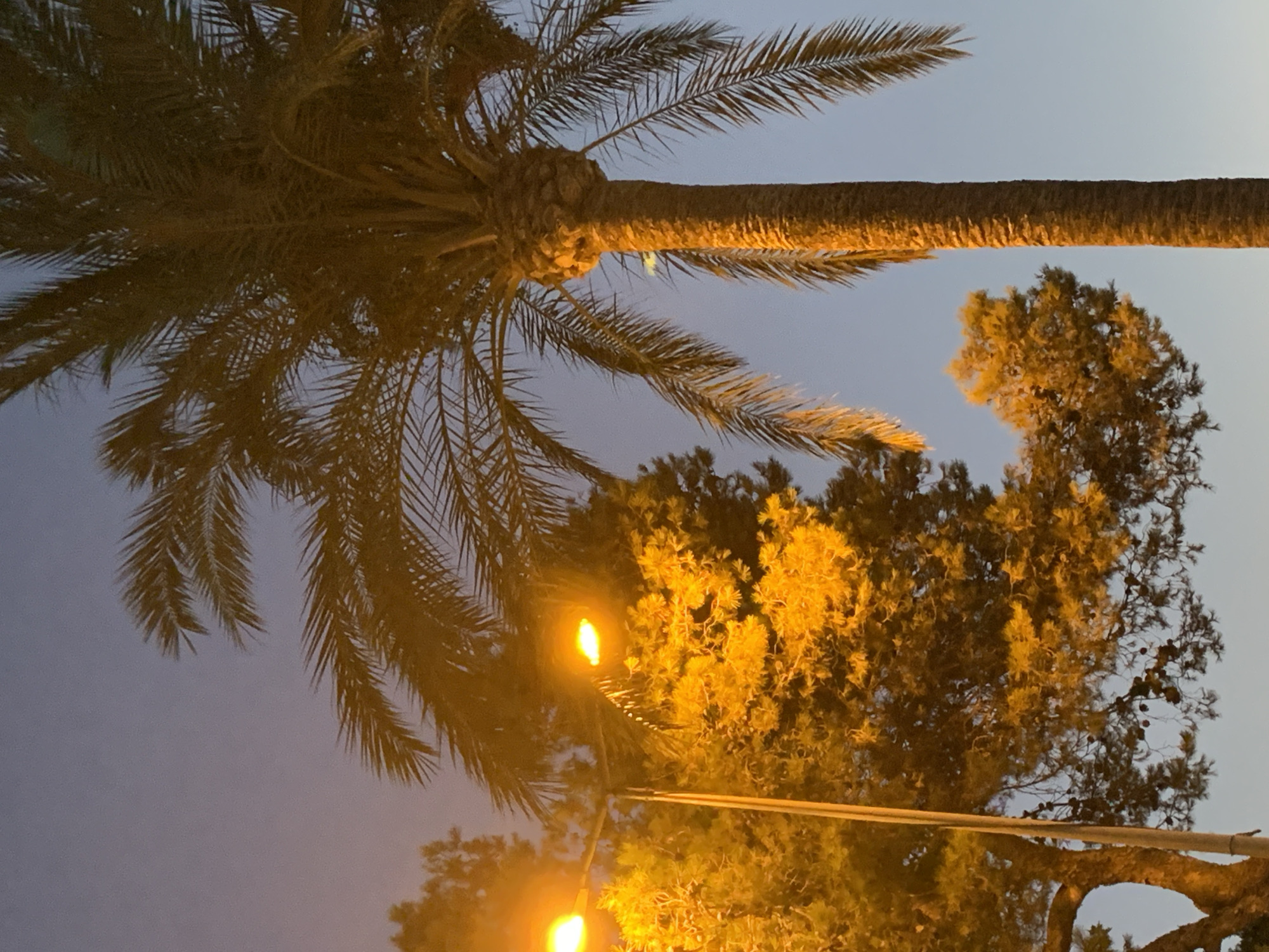 A medium shot captures a palm tree and a street lamp against a twilight sky. The palm tree, on the right, is tall with a textured trunk and fronds that extend upwards and to the left. A street lamp with two bright, yellow lights is positioned to the left of the palm tree. The lamp illuminates a dense tree with small, yellow-green leaves situated behind it. The sky is a gradient of pale blue at the top transitioning to a faint orange and purple near the horizon. The lighting suggests it is dusk or dawn. The scene appears to be an outdoor public space, possibly a street or park, consistent with the general environment of Palmanova, Spain. There are no people or animals visible in the frame.
