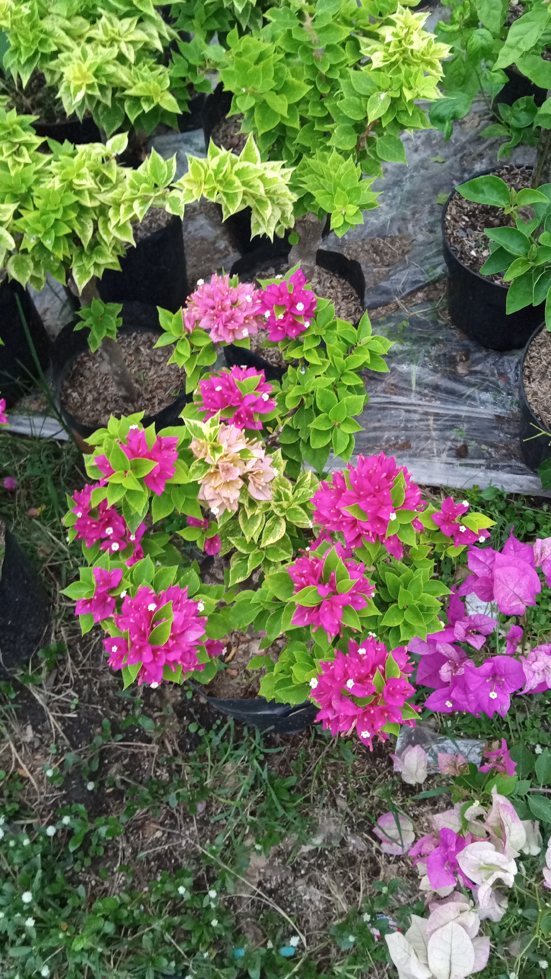 In the city of Uteunreutoh, Indonesia, an outdoor scene displays potted flowering plants. The foreground features vibrant fuchsia bougainvillea flowers with bright green leaves, some with smaller white floral accents. To the left and above, several other bougainvillea plants are visible, some with variegated green and yellow leaves, also in black plastic pots. The background shows more potted plants, with some appearing to be covered by clear plastic sheeting. The ground is a mixture of soil, dry grass, and scattered small green plants with tiny white flowers. The overall impression is of a plant nursery or a garden center.