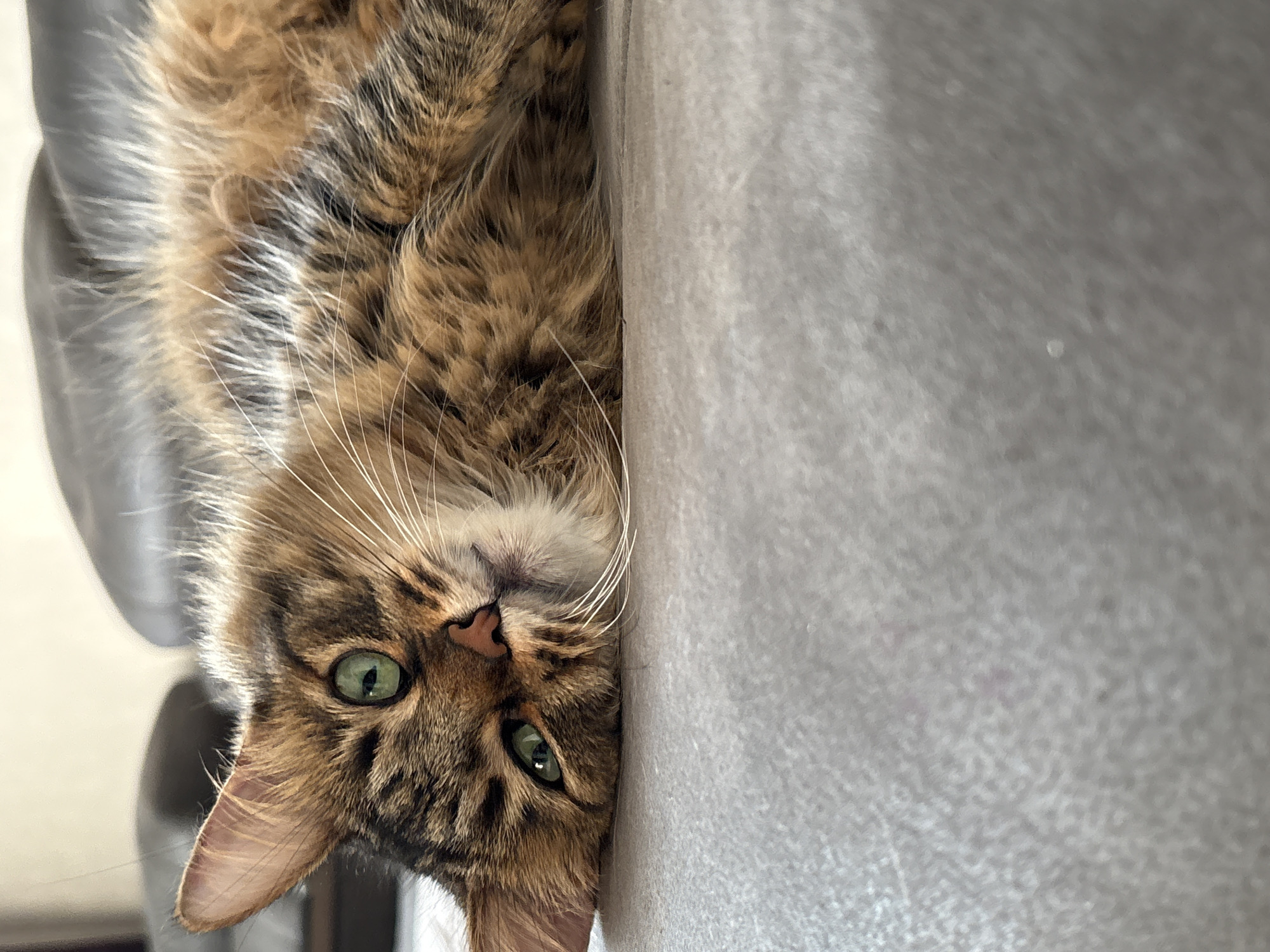 A long-haired, tortoiseshell cat with green eyes is lying on a textured gray surface, likely a couch or floor. The cat's head is tilted, and it is looking towards the camera with its mouth slightly open. Its fur is a mix of brown, black, and orange, with distinct tabby markings on its face. The background is blurred, but appears to show dark, upholstered furniture. The lighting suggests an indoor setting, possibly during the day. The location in Babruysk, Belarus, is not discernible from the visual information provided in the image.