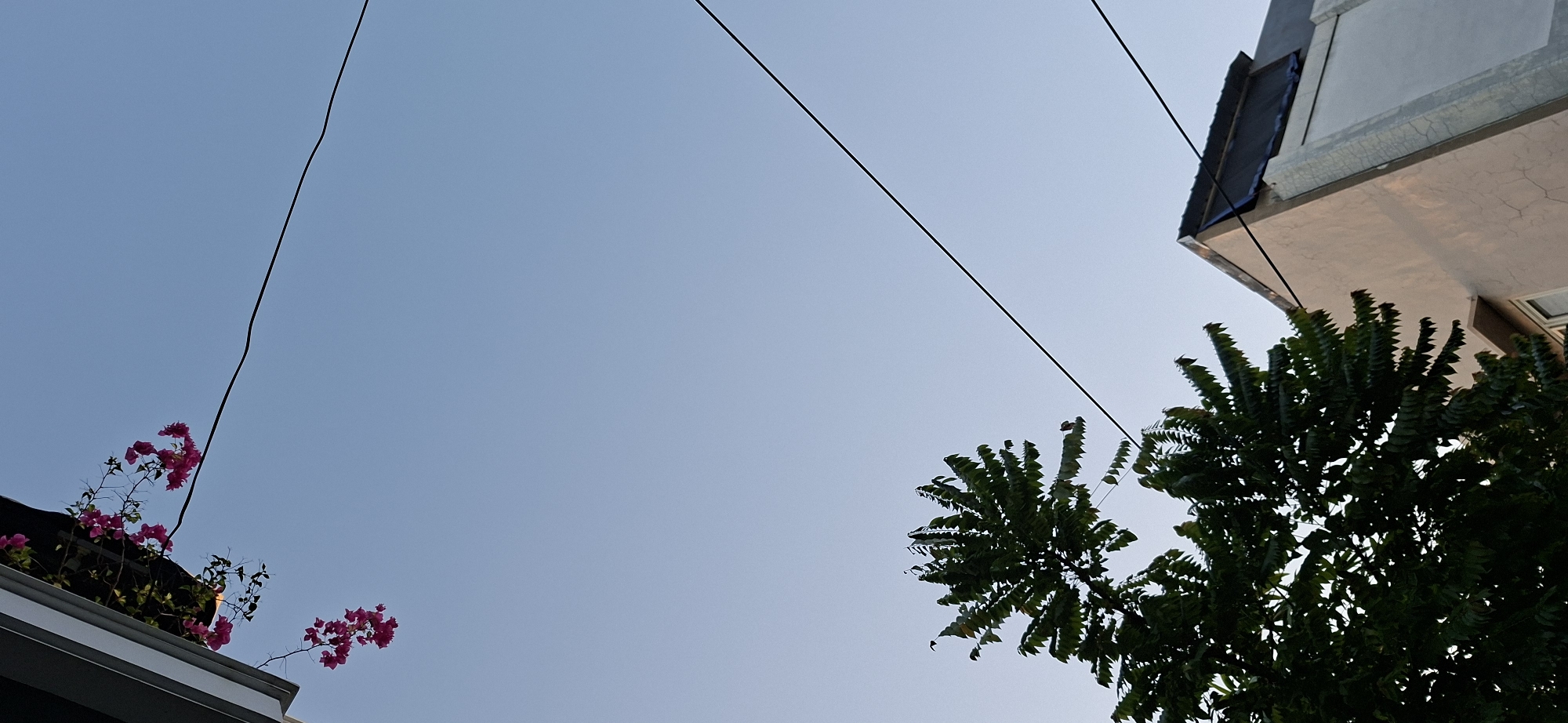 The image depicts a view of the sky from a low angle, with a clear blue sky as the dominant element. In the upper left corner, pink flowers are visible, cascading from a planter box attached to the eaves of a building. Several black electrical wires crisscross the frame. In the lower left, the dark silhouette of a leafy tree is prominent. To the right, the corner of a building with a light-colored facade and a dark roof is visible. The scene appears to be outdoors in an urban setting. The lighting suggests it could be late afternoon or early morning.