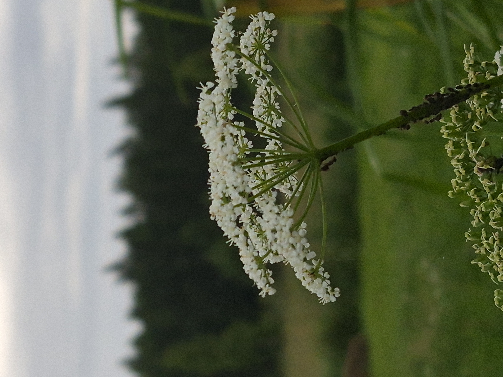 This is a close-up, vertically oriented photograph of a cluster of small white flowers, likely wildflowers, on a thin green stem. The flowers are arranged in an umbel, a characteristic flower cluster of the Apiaceae family. Some of the flowers are in full bloom, appearing as tiny white starbursts, while others are still developing, showing green centers.
The background is softly blurred, with a band of muted gray and white on the left, possibly indicating a sky or a bright, out-of-focus area. The right side of the background is a deep, verdant green, suggesting foliage or a grassy field. There are darker, indistinct shapes in the mid-ground, likely trees or shrubs, creating a sense of depth.
The lighting appears to be natural, possibly from late afternoon or early evening given the soft quality and the way the light catches the delicate petals. There are no people or animals visible in the frame. The overall impression is one of natural beauty and tranquility, focusing on the intricate details of the plant. The image does not contain any visible text. The location context is Sooblase, Estonia.