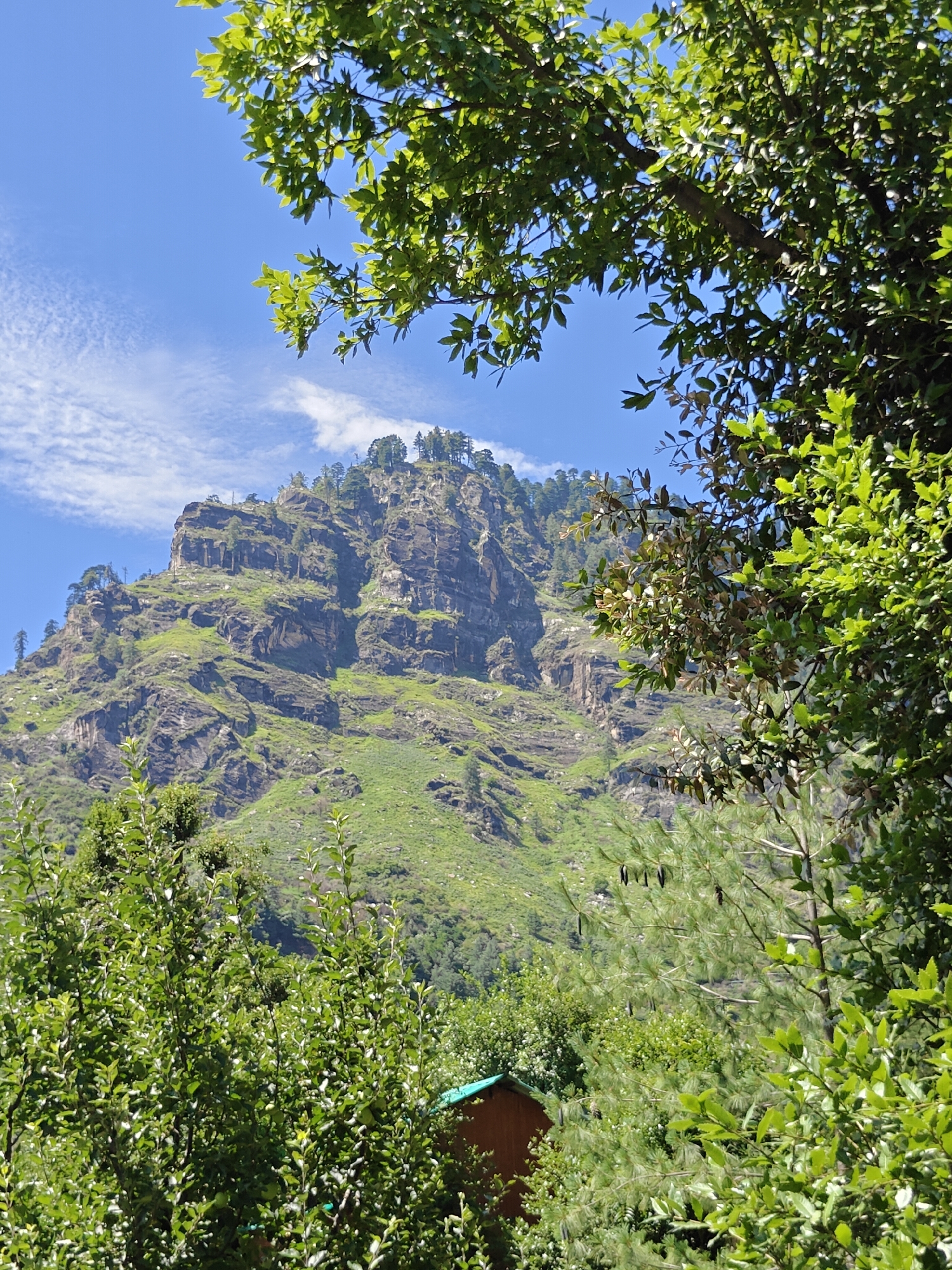 A wide-angle, full shot captured on a bright, clear day depicts a rugged, verdant mountain face towering over lush green foliage. The mountain, with its steep, rocky slopes dotted with trees and patches of grass, dominates the upper half of the frame. A sliver of bright blue sky with wispy white clouds is visible above the mountain peak. In the foreground, dense green trees and bushes partially obscure the lower part of the mountain, with a small, brown wooden structure with a green roof peeking out from the bottom right corner of the frame. The scene appears to be in or around the city of Prini, India, a mountainous region known for its natural beauty.