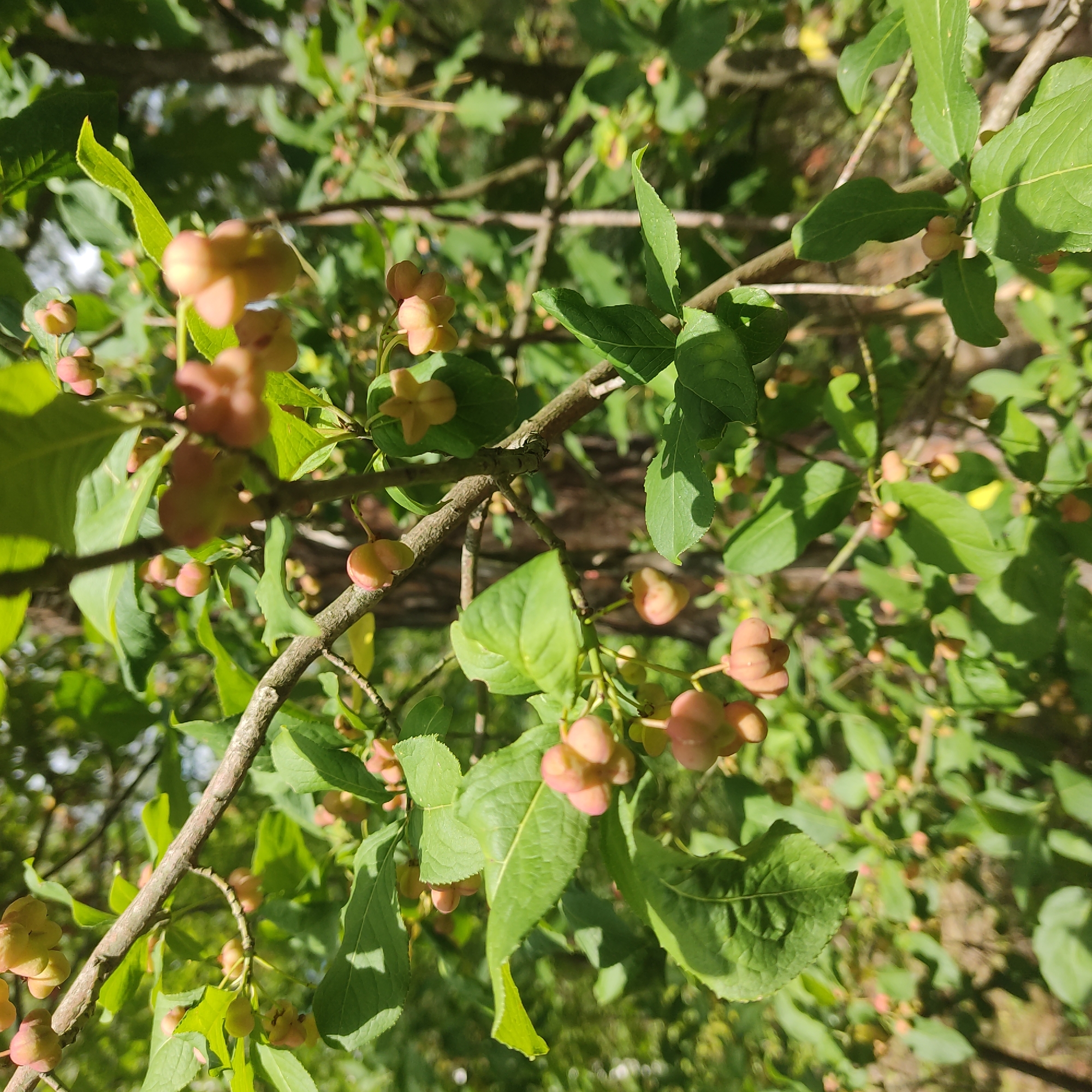 A close-up, eye-level shot captures a branch of a spindle tree with developing fruit in dappled sunlight. The focus is on the cluster of pinkish, four-lobed capsules and some green leaves. The background is a blur of green foliage and tree trunks, suggesting a natural, wooded environment. The location is unspecified, listed only as Unknown, Unknown. There are no people or animals visible in the image.