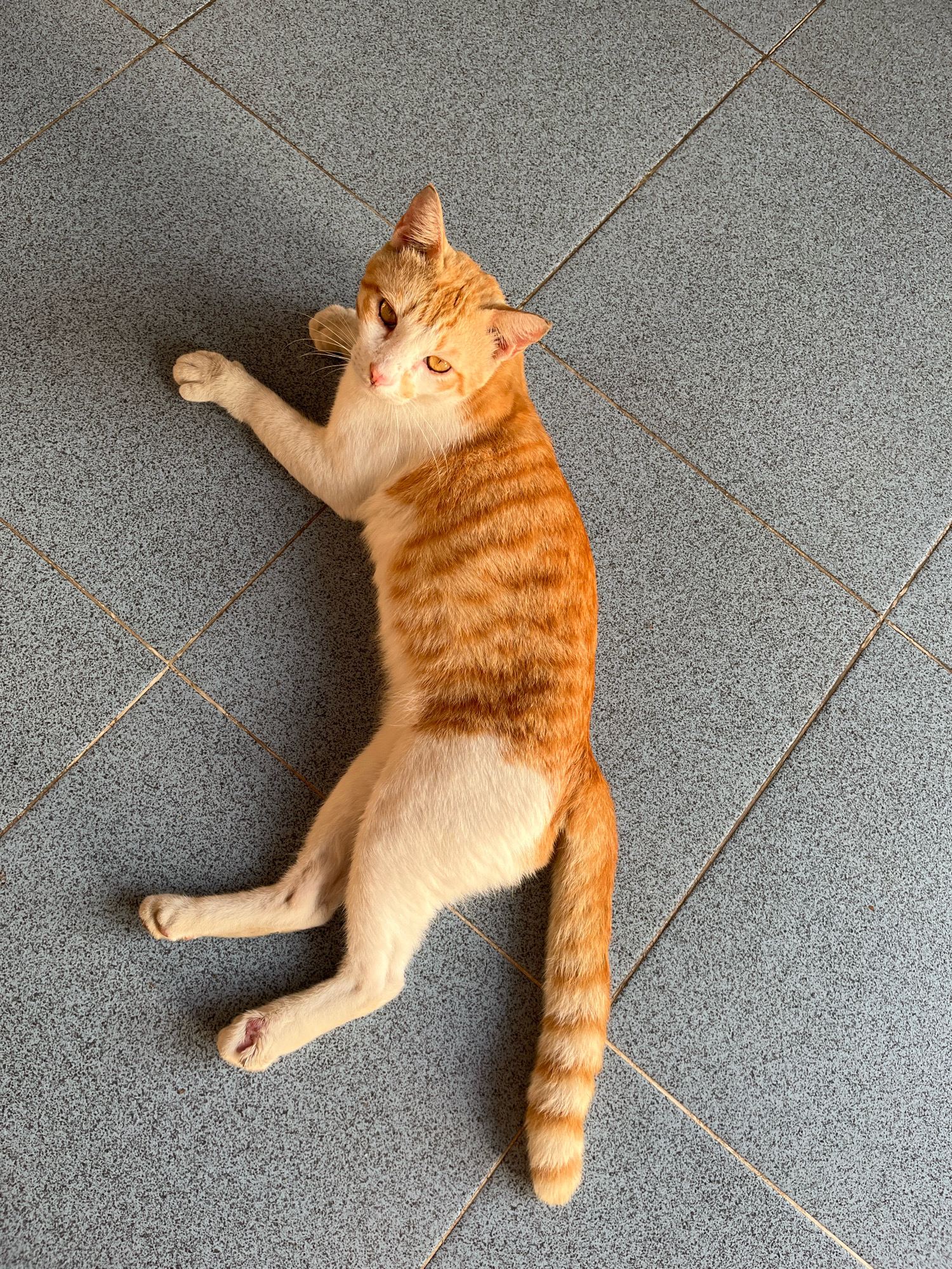 An orange and white cat lies on a tiled floor in Sitirejo, Indonesia. The cat is positioned on its side, with its head turned towards the viewer. Its fur is striped with darker orange markings on its back and tail, and it has white fur on its chest and belly. The tiled floor is grey with a speckled texture and is laid out in a grid pattern. The lighting suggests it is daytime, with shadows cast by the cat.