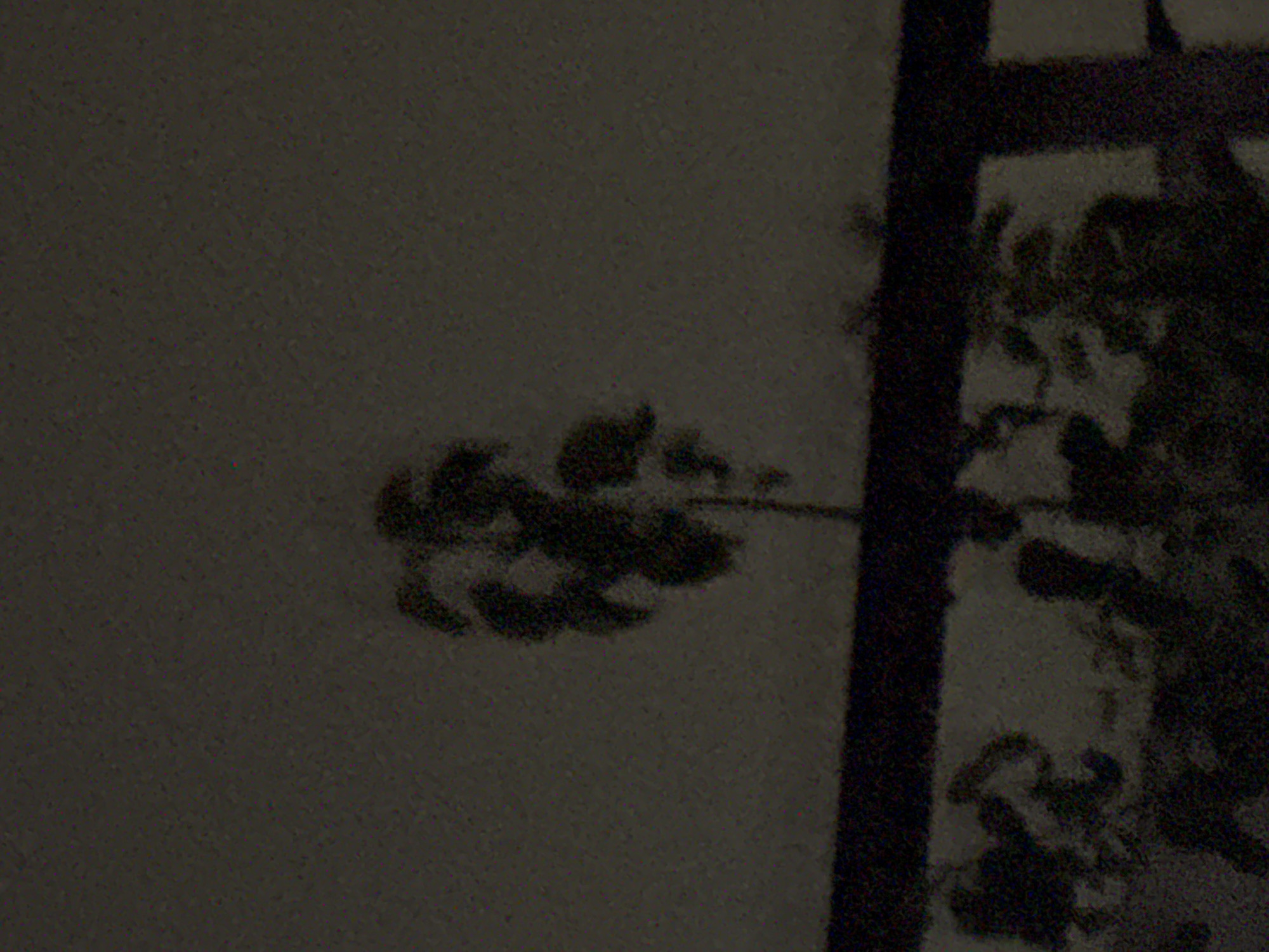 A silhouette of a small tree with dark foliage stands against a speckled, grey sky. A dark horizontal line, possibly a fence or railing, is visible in the foreground, with indistinct shapes of leaves or branches appearing below it. The scene is dark and grainy, suggesting low light conditions or a low-quality photograph. The location in Vostok, Kyrgyzstan cannot be determined from the visual information provided.