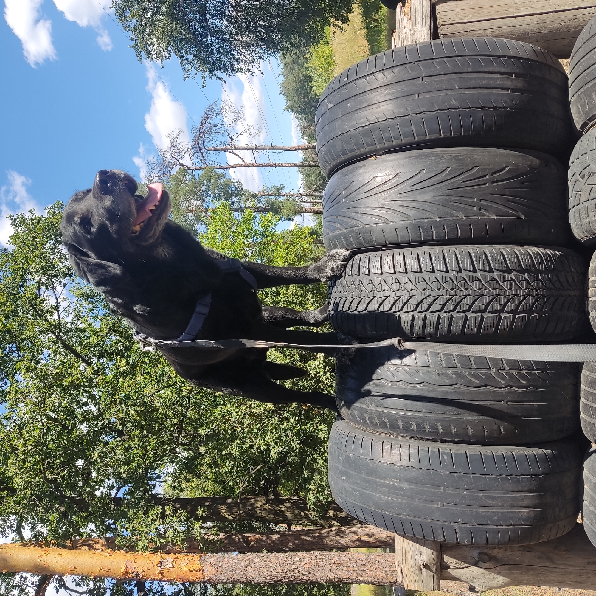 In Kyiv, Ukraine, a black Labrador Retriever stands on a stack of tires in an outdoor setting. The dog is wearing a blue harness and a leash is attached. The tires are arranged in a pyramid formation, with the dog standing on the top row. Behind the dog, a forest with lush green trees is visible under a bright blue sky with scattered white clouds. The ground appears to be a mix of grass and dirt, with some wooden structures also present. The lighting suggests a sunny day.