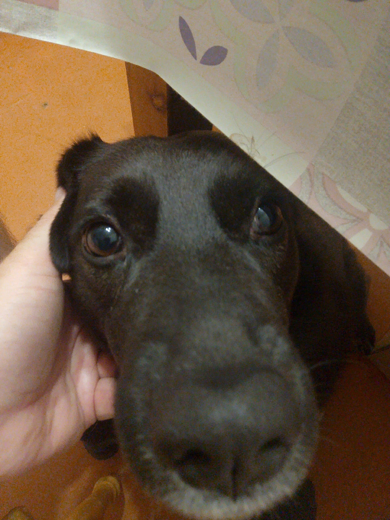 A close-up shot shows a black dog's face being held by a human hand. The dog has brown eyes and a large, wet nose. The background includes a patterned surface with light purple leaf-like shapes and a plain orange surface. The location is likely indoors, but there's no indication of being in Фоки, Russia.