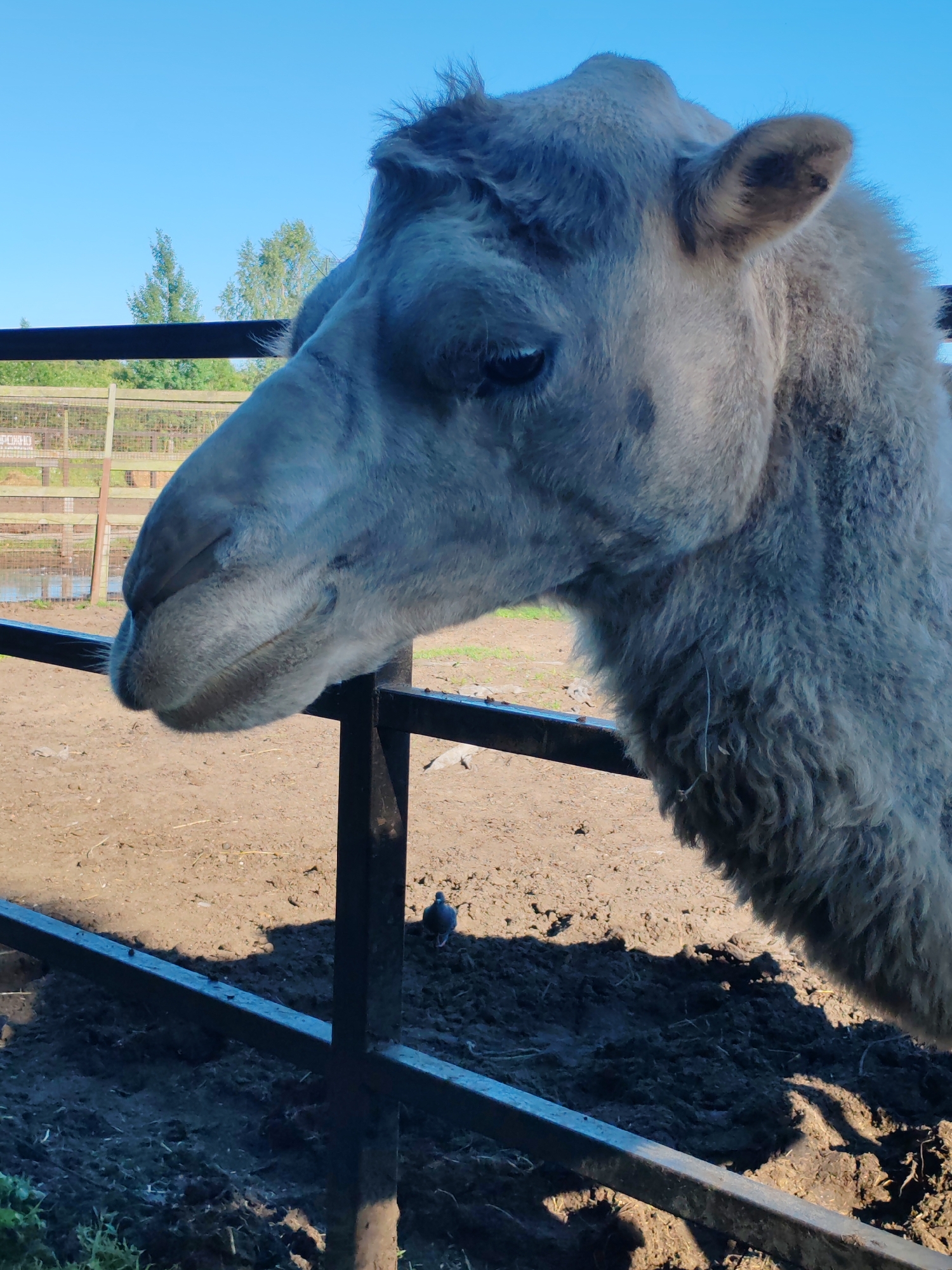 In the city of Lukashi, Russia, a close-up, eye-level shot captures a camel's head and neck in profile, facing left. The camel, a light gray color with shaggy fur around its neck, is positioned behind a dark metal fence. Its eye is visible, and its mouth is slightly open. The background consists of a dusty enclosure with more fencing and trees visible in the distance, under a clear blue sky. A small bird stands on the ground near the fence.