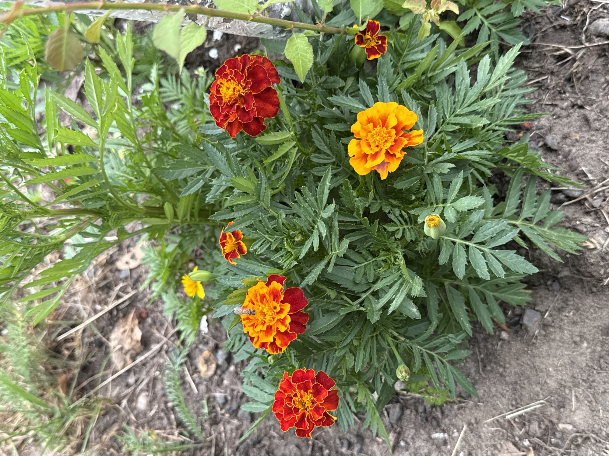 An overhead, slightly angled shot shows a patch of marigolds in various stages of bloom. Several flowers, a mix of red-orange and yellow-orange, are in focus, surrounded by lush green foliage. One marigold in the center has a bee on its petals. The ground beneath the flowers is a mixture of dark soil and some dry leaves. In the background, there is more green foliage, likely grass and other plants, and a thin tree trunk on the right side of the frame. The scene appears to be outdoors, possibly in a garden or park. This scene is located in Kołczewo, Poland.