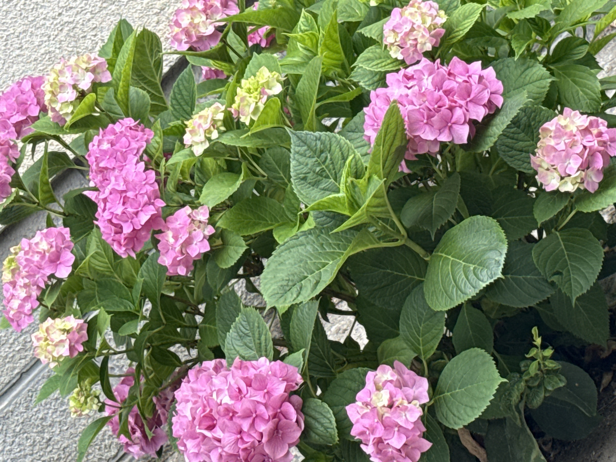 This is a close-up, eye-level, outdoor shot of a lush hydrangea bush in full bloom, with a textured, grey wall in the background. The hydrangeas are predominantly a vibrant pink, with some clusters showing lighter pink and greenish-white hues, indicating different stages of bloom or color variation. The leaves are a deep, rich green, with visible veins and serrated edges, creating a dense foliage. The lighting suggests it is daytime, with soft, natural light illuminating the flowers and leaves, creating subtle shadows and highlighting the textures. There are no people, animals, or specific landmarks visible to pinpoint a location within Uzhhorod, Ukraine; the scene is generic to a garden or outdoor setting where hydrangeas are cultivated.