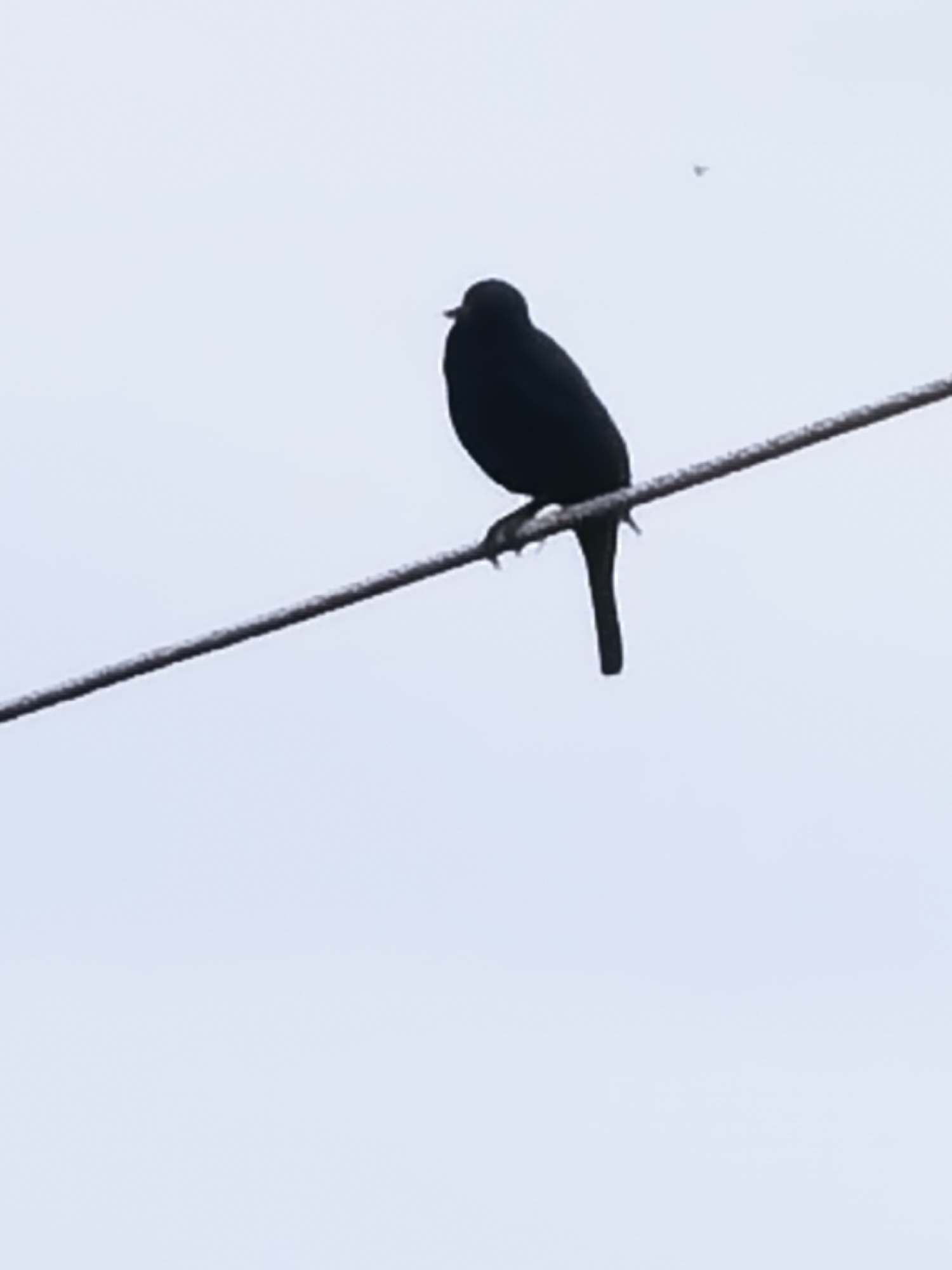 A black bird is prominently featured, silhouetted against a light, overcast sky. The bird is perched on a dark, thin wire that spans diagonally across the frame, from the lower left to the upper right. The bird's body is entirely black, with its head turned slightly to the left. Its tail feathers extend downwards from the wire. Its claws are visible gripping the wire. In the upper right portion of the sky, a small, light-colored, indistinct object or speck is visible. The sky is a uniform light gray or off-white, suggesting an overcast day. No other details of the environment or location are discernible. There is no visible text.