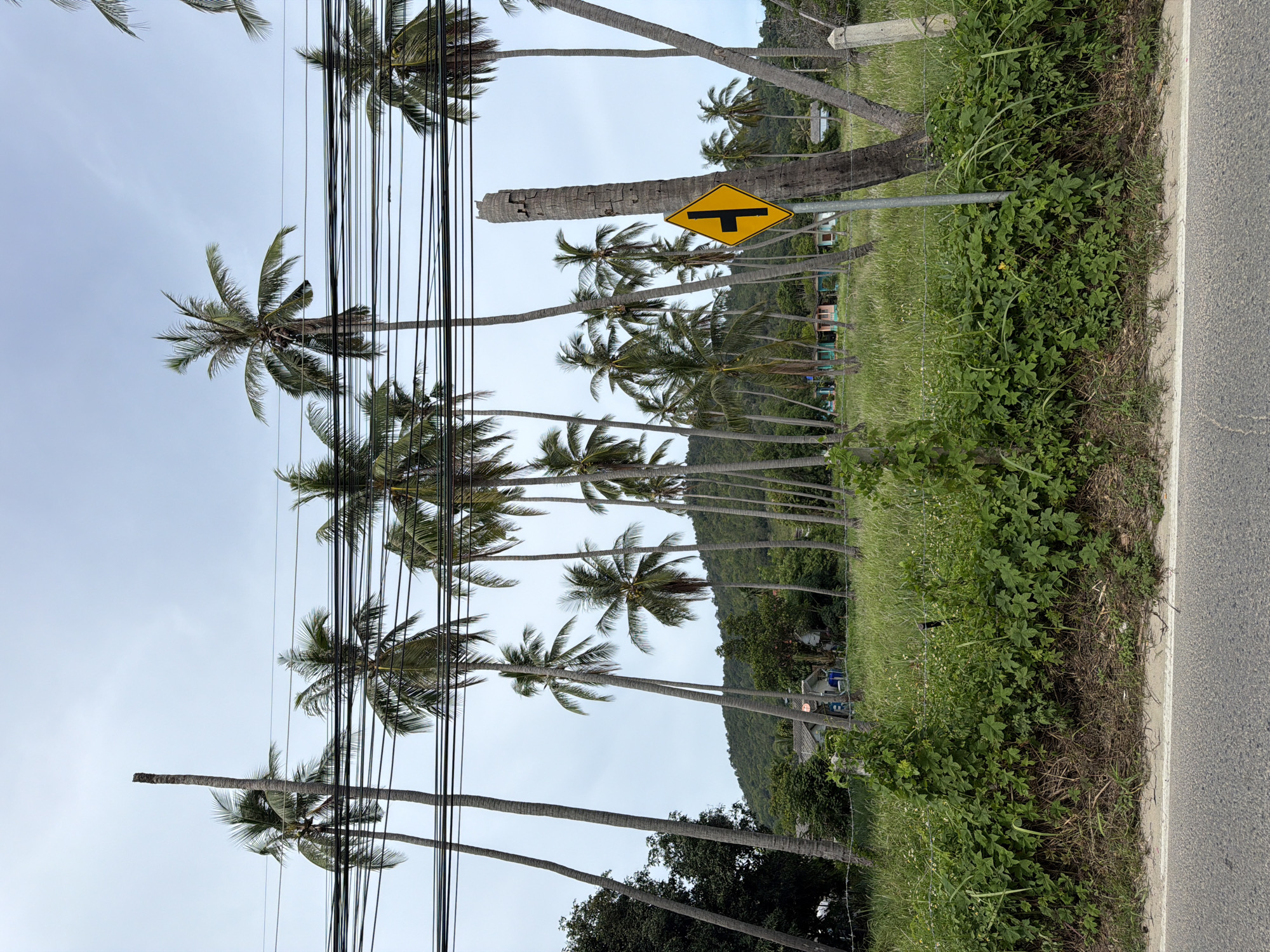 A roadside scene in Baan Bang Rak, Thailand, features a cluster of tall, slender coconut palm trees under a pale, overcast sky. Power lines stretch horizontally across the upper portion of the image, supported by the trees. In the middle ground, a grassy field is dotted with small, colorful buildings, suggesting a residential or resort area. A traffic sign, diamond-shaped and yellow with a black symbol indicating a junction or fork in the road, is prominently placed on the right, attached to a dead palm tree trunk. The foreground is a paved road with a white line marking its edge, bordered by a dense thicket of green vegetation and some barbed wire fencing. A steep, tree-covered hillside forms the backdrop. There are no people visible in the frame.