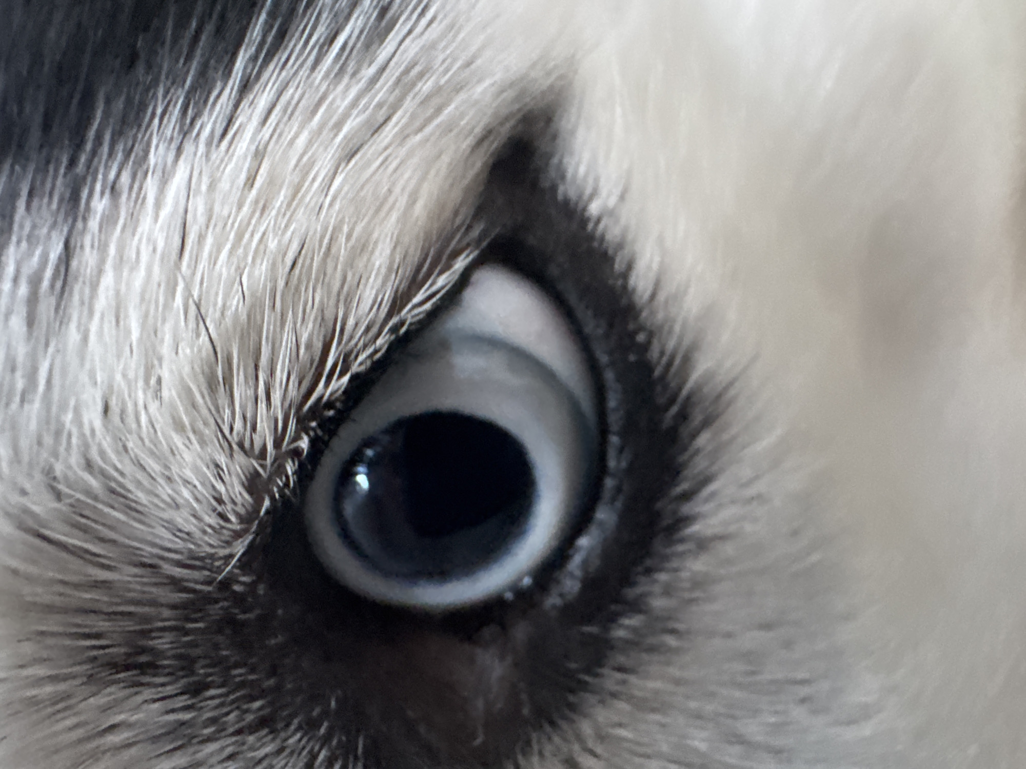 A close-up shot focuses on a single eye, likely of a husky or similar breed dog, surrounded by white and black fur. The eye has a striking pale blue iris and a dark pupil, positioned within the fleshy socket. The fur around the eye appears dense and well-groomed, with distinct individual strands visible.