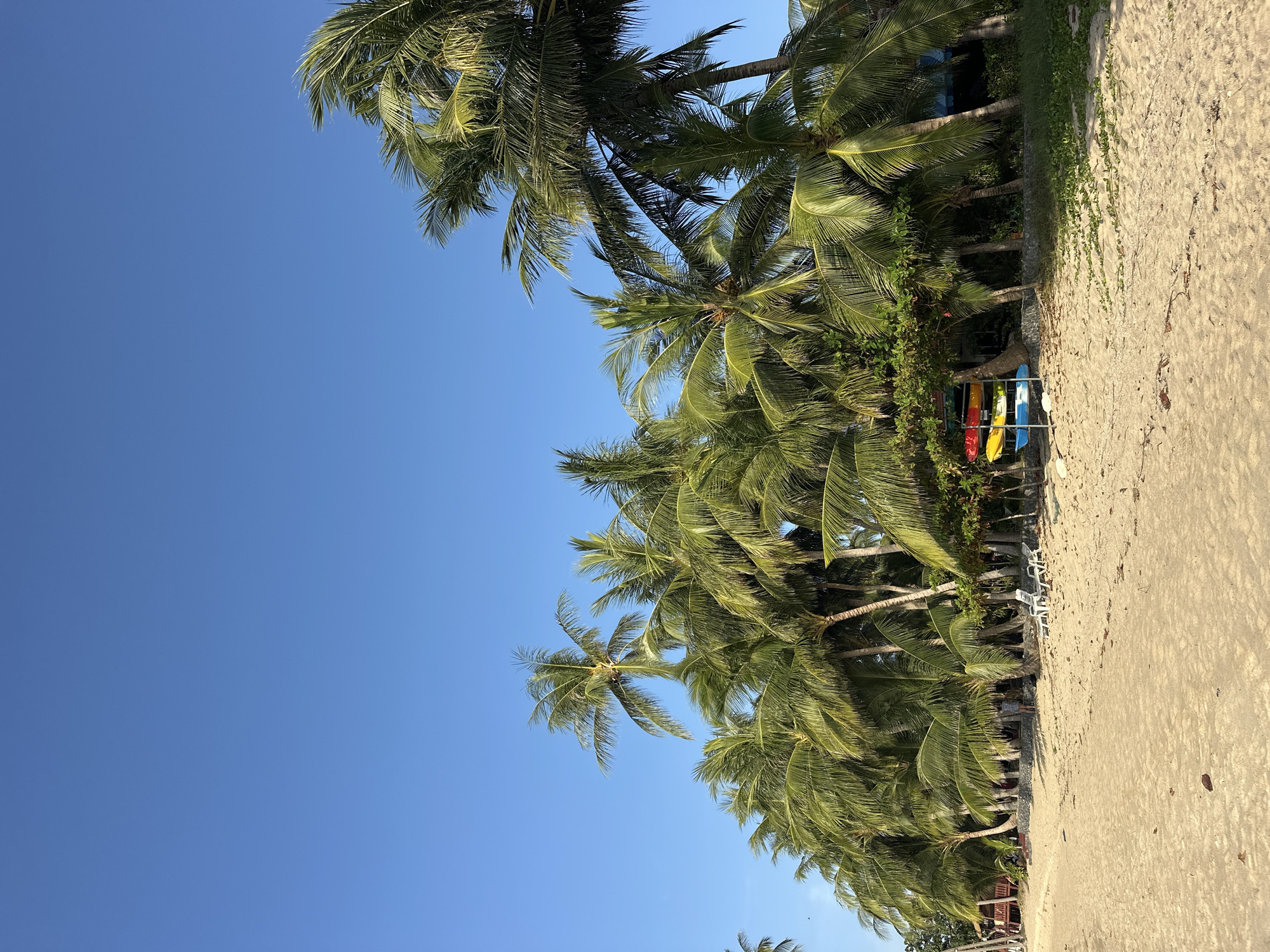 A wide shot captures a tranquil beach scene in Ko Samui District, Thailand, under a clear, bright blue sky. A dense row of lush green palm trees lines the sandy shore, their fronds reaching upwards and outwards, creating a natural canopy. In the foreground, the sand is light brown and textured with small debris.
To the right of the frame, a rack holds several brightly colored kayaks: red, yellow, blue, and yellow again, suggesting recreational activities are available. Behind the kayaks and palm trees, glimpses of structures with blue roofs and wooden elements are visible, hinting at beachfront accommodations or services.
In the middle ground, several white lounge chairs are placed on the sand, some unoccupied, indicating a relaxing atmosphere. A solitary figure, a person wearing a light-colored shirt and darker shorts, stands partially obscured by the palm trees, appearing to be walking or exploring. To the far left, a wooden structure with a reddish-brown roof and benches can be seen amongst the trees. The overall impression is one of a serene tropical beach resort.