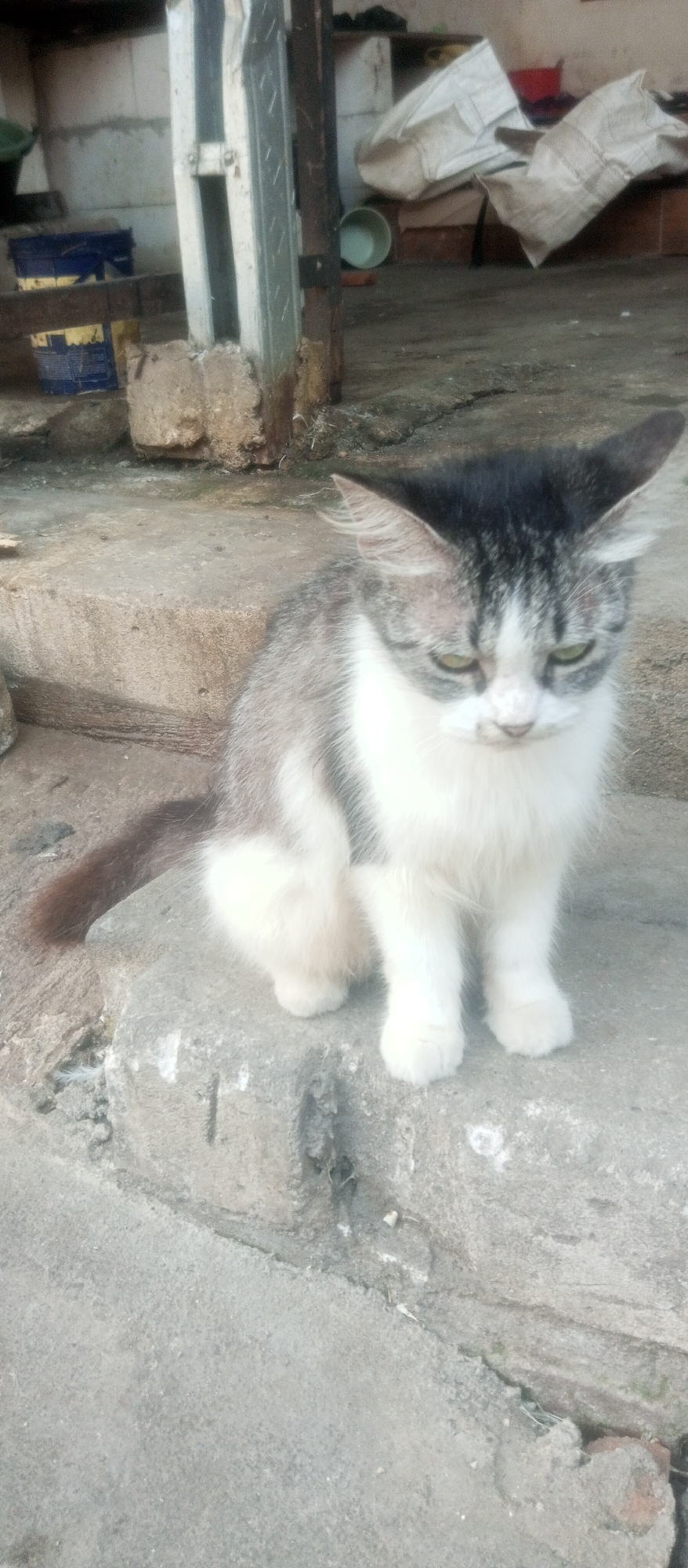 A grey and white cat sits on a concrete step, looking down. The cat has dark grey fur on its head and back, with white fur on its chest and paws. Its eyes are a light green color. The background shows a blurry scene with concrete walls, some sacks, and what appear to be buckets. The overall environment suggests an outdoor, possibly unkempt, area. There are no people visible in the image.