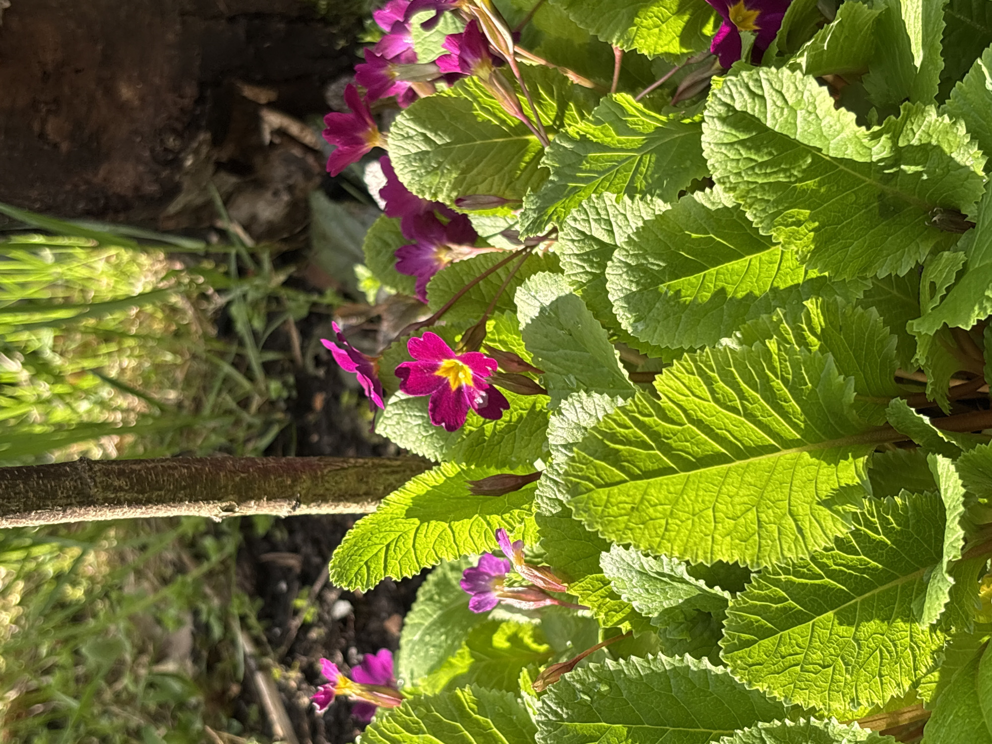 The image shows a patch of vibrant green leaves with purple and yellow flowers. The leaves are textured with prominent veins and a slightly serrated edge. Some flowers are fully open, revealing yellow centers, while others are still in bud form. A brown tree branch lies horizontally across the middle of the frame. The background appears to be a garden setting with soil and greenery. Given the location is Ленинградская, Russia, it's possible this scene is from a garden or park within the region.