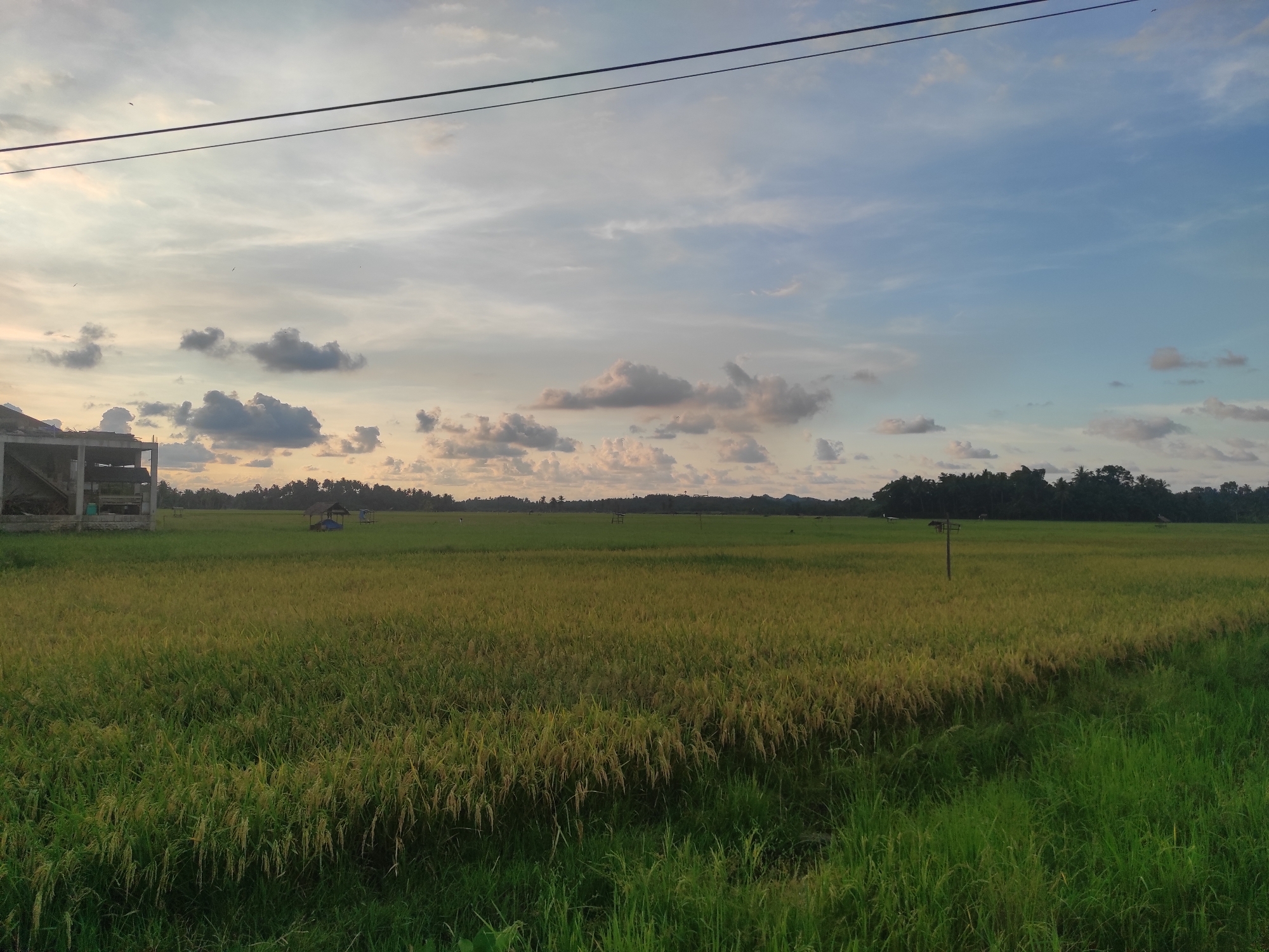 The image presents a rural scene in Lhokseumawe, Indonesia. A vast, harvested rice field occupies the foreground and middle ground. The rice stalks are predominantly yellow, suggesting maturity, with patches of green along the lower edge. A rough structure, possibly a barn or shed, stands on the left edge of the frame. In the middle distance, there are small shelters or temporary structures scattered within the field. A line of trees marks the horizon, with a cloudy sky above. Overhead power lines run across the upper part of the frame.