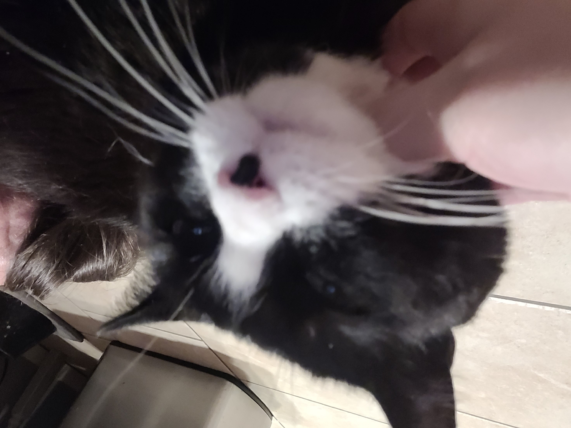 A black and white cat is being petted. A hand is visible, petting the cat's white fur around its nose. The cat has long white whiskers. The background is a light-colored tiled floor. The location is unknown.
