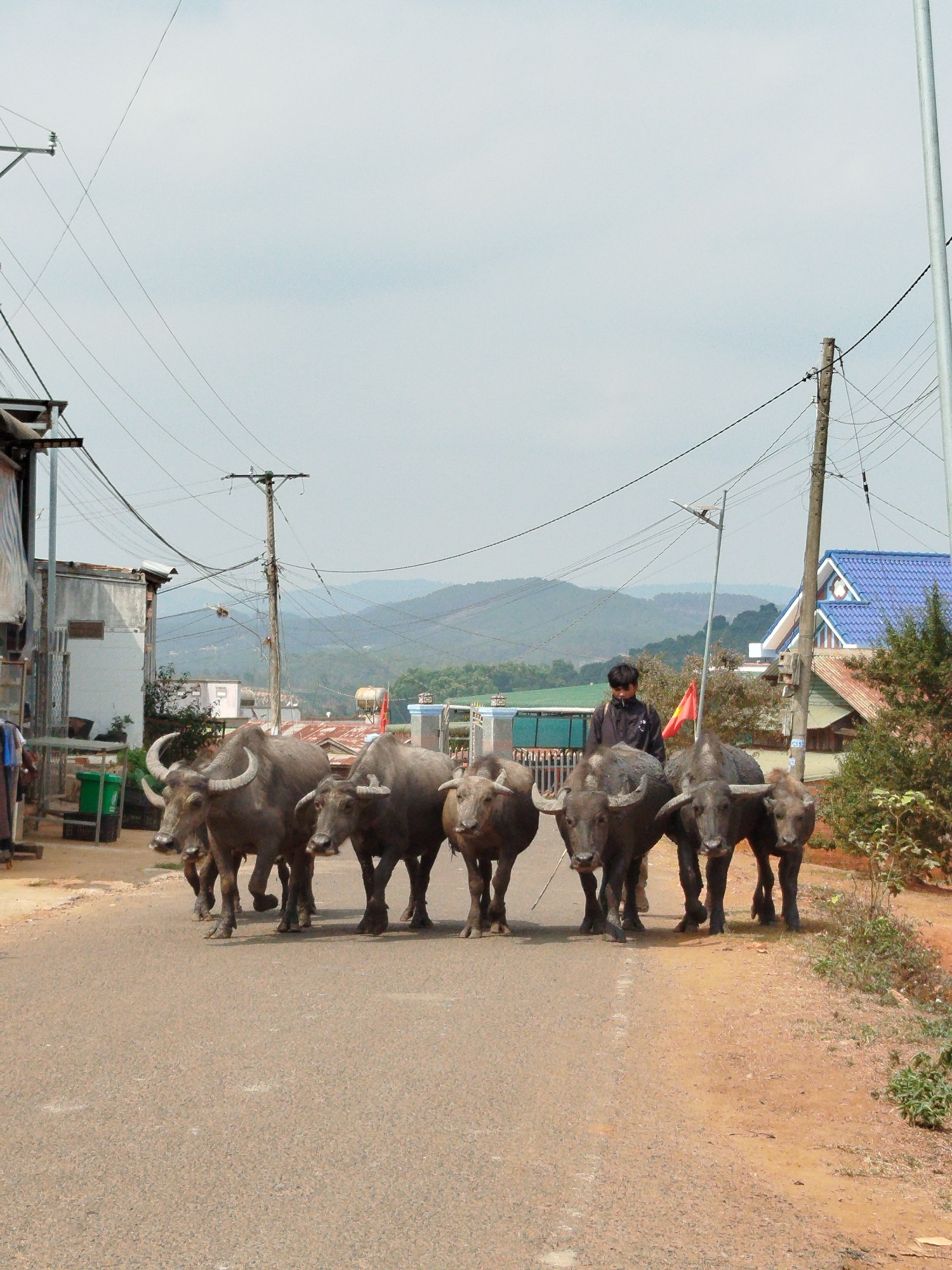 A person is walking a herd of seven water buffalo down a paved road in B'Liang, Vietnam. The road is lined with utility poles and wires. Buildings and vegetation are visible in the background, as well as mountains in the distance.