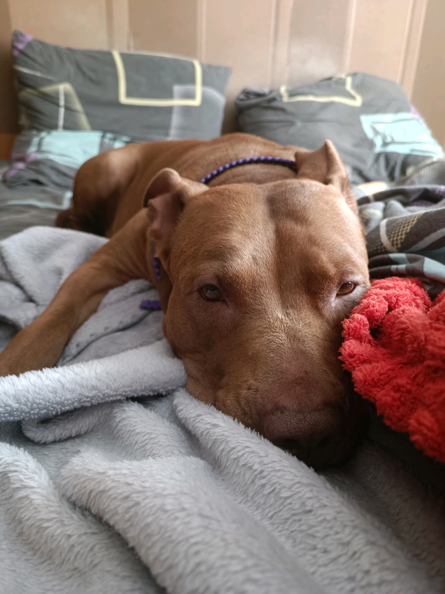 A brindle pit bull dog with a purple beaded collar is lying down on a bed covered with blankets and pillows. The dog's head is resting on a light gray, fluffy blanket, and a red fuzzy blanket is to its right. The background shows two pillows with a geometric pattern in shades of gray and yellow. The room appears to be indoors.