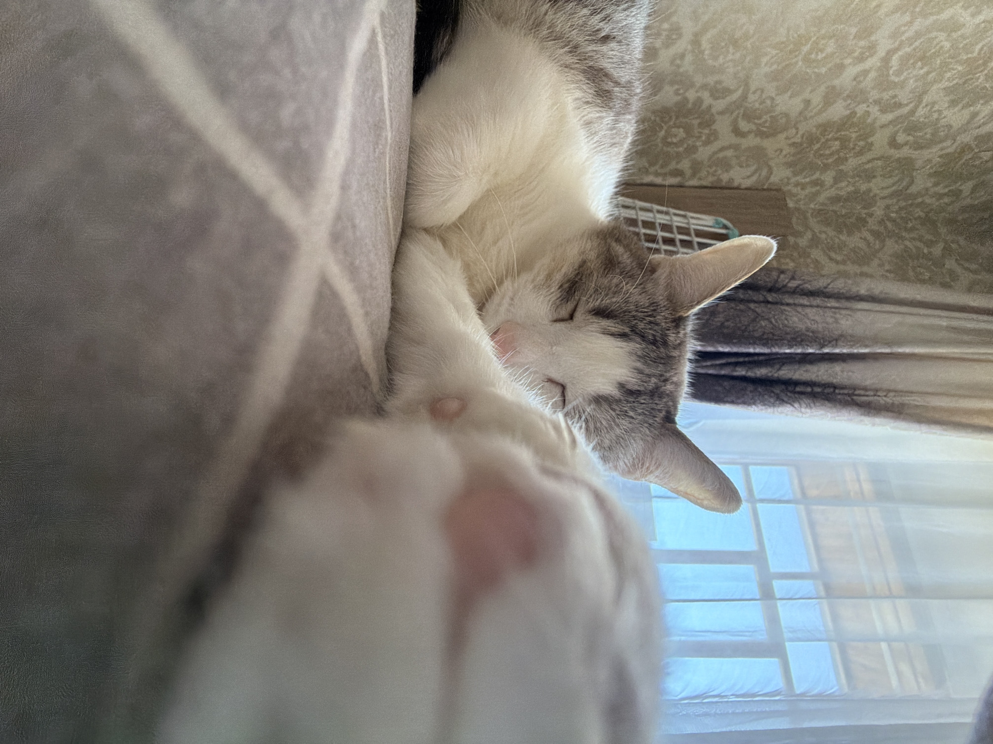 This indoor scene, located in a city in Izhevsk, Russia, features two domestic cats. In the mid-ground, a white and grey tabby cat lies asleep, eyes closed, with its front paws curled, one resting on or near a second, out-of-focus white cat occupying the immediate foreground. Both cats are situated on a textured, dark grey surface. The background reveals a patterned beige wallpaper with a damask motif. To the right, sheer white curtains displaying a dark tree design partially obscure a multi-paned window, through which a clear blue sky is visible, admitting bright natural light. A white grid structure, possibly part of a pet carrier or furniture, is present in the left mid-background.