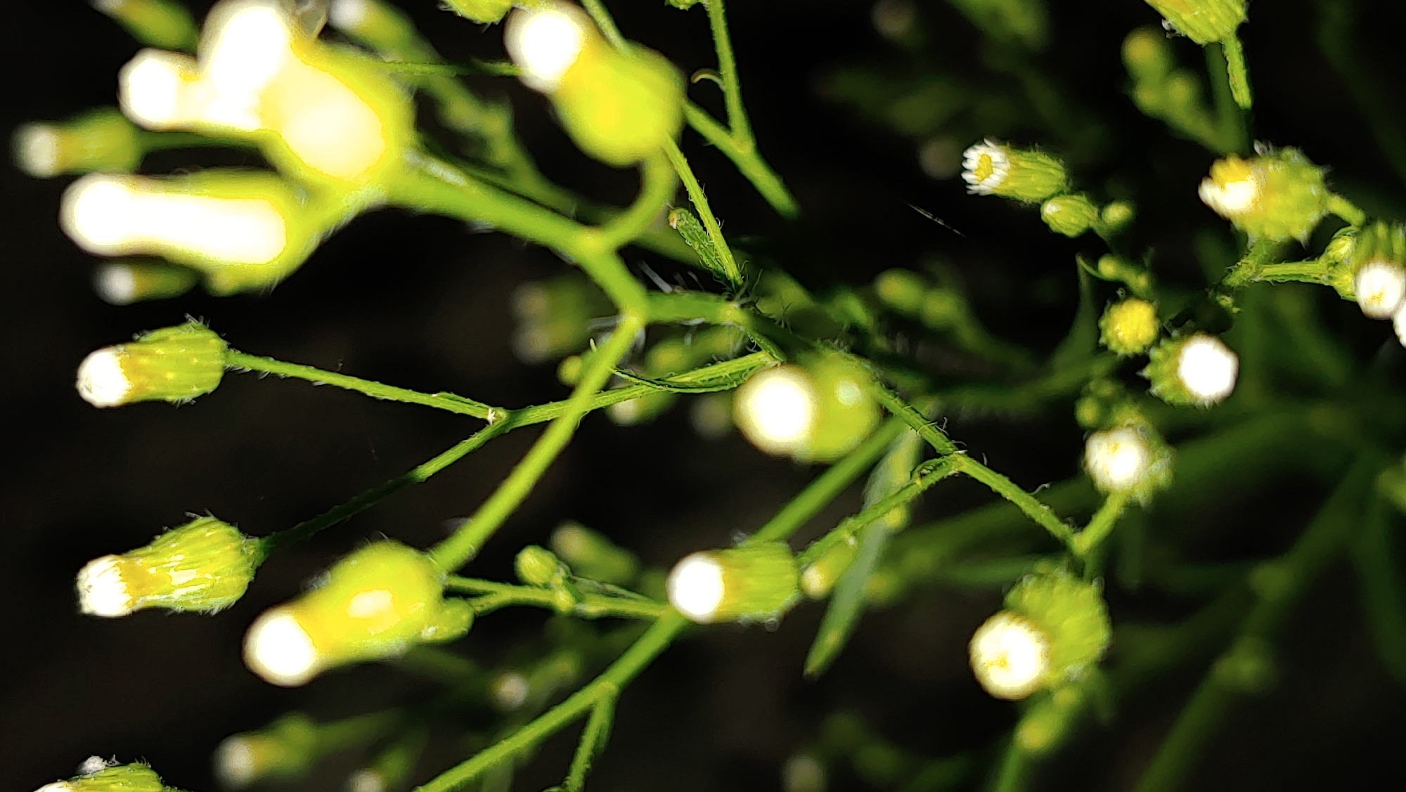 This is a close-up, low-angle shot of a cluster of unopened flower buds on a dark background. The buds are green and have white tips, with some appearing slightly fuzzy. They are attached to thin green stems and branches. The lighting is bright and focused on the buds, creating a halo effect and blurring the background. There are no people or discernible landmarks visible, making it impossible to determine the location in Mukachevo, Ukraine. The image appears to be taken outdoors, likely in a garden or natural setting, given the plant life.