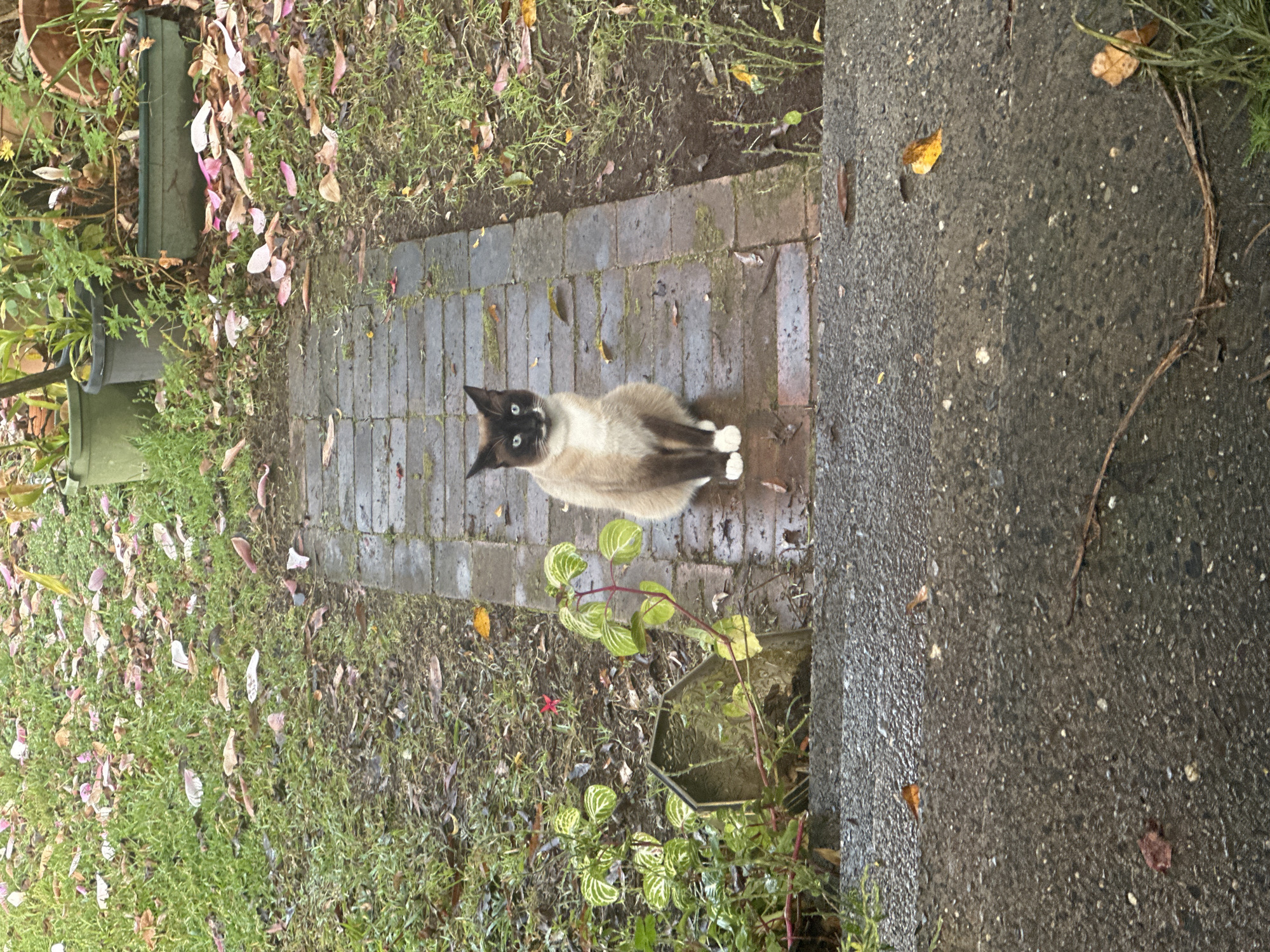 A Siamese cat with dark points and blue eyes sits on a wet brick pathway. The pathway is bordered by green grass littered with fallen pink and brown leaves. In the background, several potted plants are visible. In the foreground, a set of wet concrete steps leads away from the pathway. The overall scene suggests a damp outdoor environment. The location is the backyard of a residence in Thora, Australia.