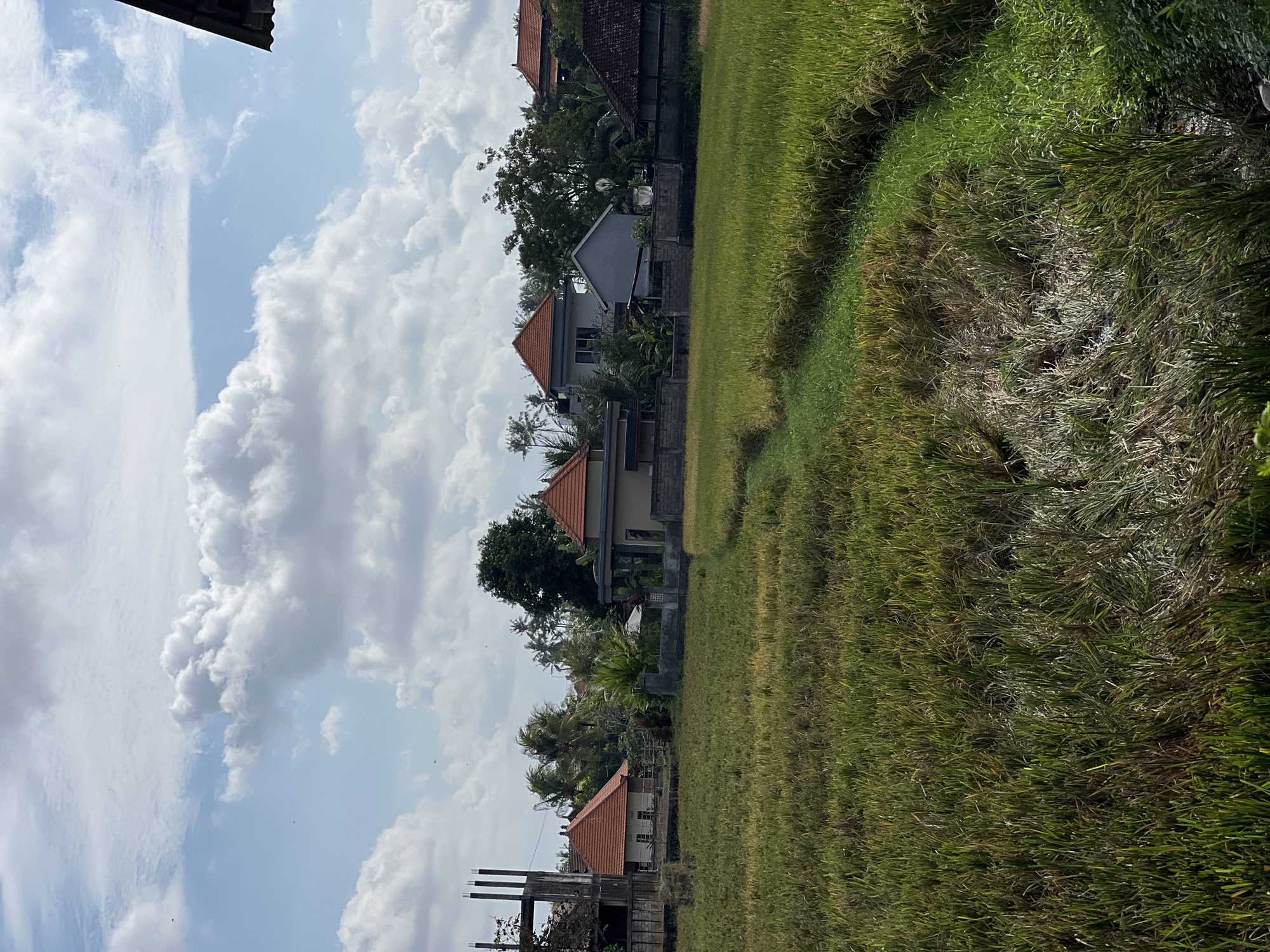 The image shows a rural scene in the Ubud District of Indonesia. Paddy fields dominate the foreground, their rice stalks a mix of green and gold. Beyond the fields are several houses with distinctive red-tiled roofs, surrounded by lush tropical vegetation including palm trees. Some houses appear to be under construction. The sky is partly cloudy, with large white cumulus clouds against a blue backdrop. The perspective suggests the photo was taken from a slightly elevated position.