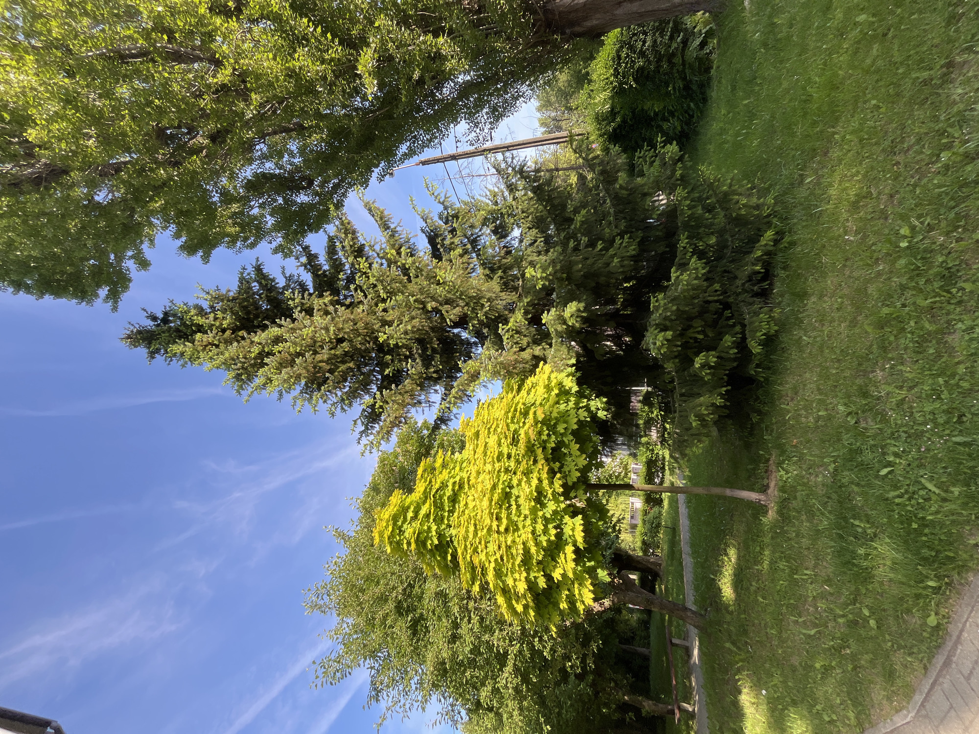 The image shows a street in an urban location, presumably within the city of Unknown, Unknown. Several trees, including a vibrant yellow tree and a taller evergreen tree, line the street. Grass is visible alongside a sidewalk. A clear blue sky with wispy clouds forms the backdrop. Utility poles and wires are also visible.
