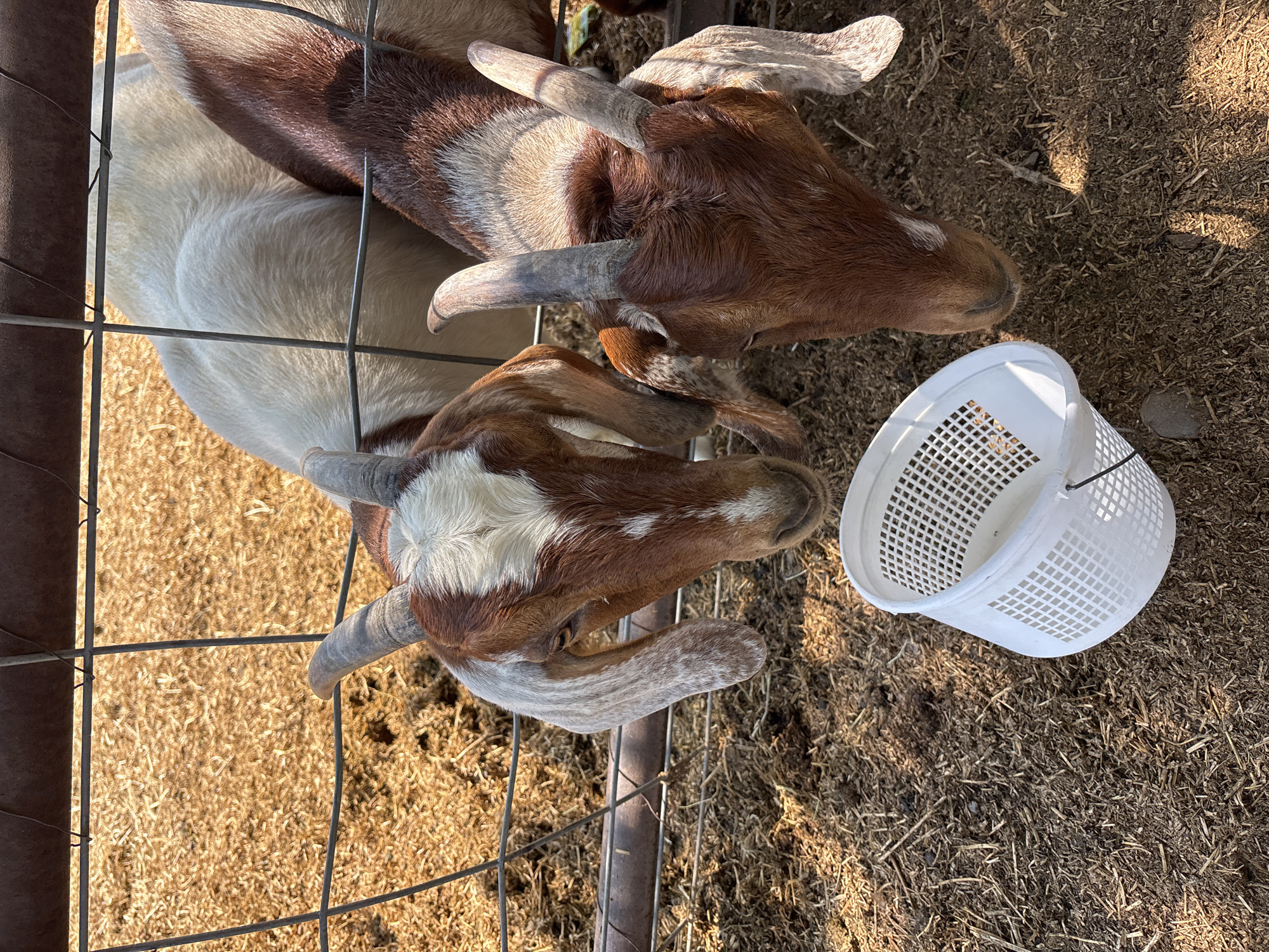 This is an aerial, close-up shot of two goats standing behind a wire fence. The goat on the left has brown and white markings on its head and long, floppy ears. The goat on the right is mostly brown with white markings and has shorter ears. Both goats have horns. They appear to be in an outdoor enclosure with a ground cover of straw and dirt. A white plastic basket with a mesh pattern sits on the ground in front of the goats. The image appears to have been taken in Prescott Valley, United States of America.